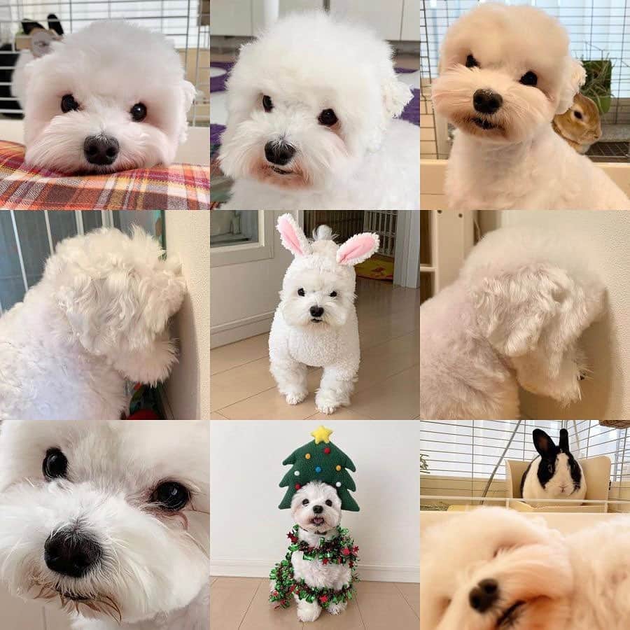 セロリのインスタグラム：「【ベストナイン2020】  お気づきだろうか。。。 この中にほぼ同じ写真がランクインしてることを(笑) 僕的には意外なベストナインでした。 さて・・・。 今年も本当にありがとうございました。 悲しいこと、辛いこと、悔しいこと、たくさんあったでしょう。 でもね・・・。 いろんなことを乗り越えていきましょう。 簡単なことじゃないけど。 来年もどうぞよろしくお願いします。 笑顔が溢れる1年になりますように。 皆さま、良いお年を！！！ ※おまけは本当に嬉しかったものです。 奥さんのお母さんにいただいたステーキも見てください(笑) #maltese #マルチーズ #今年もありがとうございました #来年もよろしくお願いします #ベストナイン2020 #bestnine2020 #malteseofinstagram #maltese101 #malteser #malteseofficial #maltesedog #dog #instadog #dogstagram #dogoftheday #doglovers #instapet #adorable #ilovemydog  #ペット #わんこ #ふわもこ部 #犬のいる暮らし #いぬら部  #いぬすたぐらむ #イッヌ」