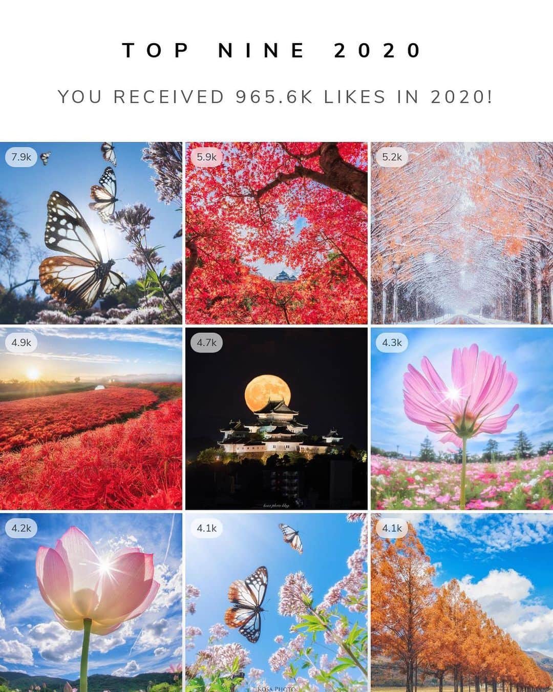 のインスタグラム：「2020年も今日で最後ですね お約束の今年のベストナインです メタセコイア 2枚 アサギマダラ 2枚 赤色 2枚 そして、中央に和歌山城の満月といいバランスで構成されてました . 色々とあった2020年ですが、最後の最後に「東京カメラ部 10選」に選んで頂いて思い出深い年になりました 来年もまた宜しくお願いします。」