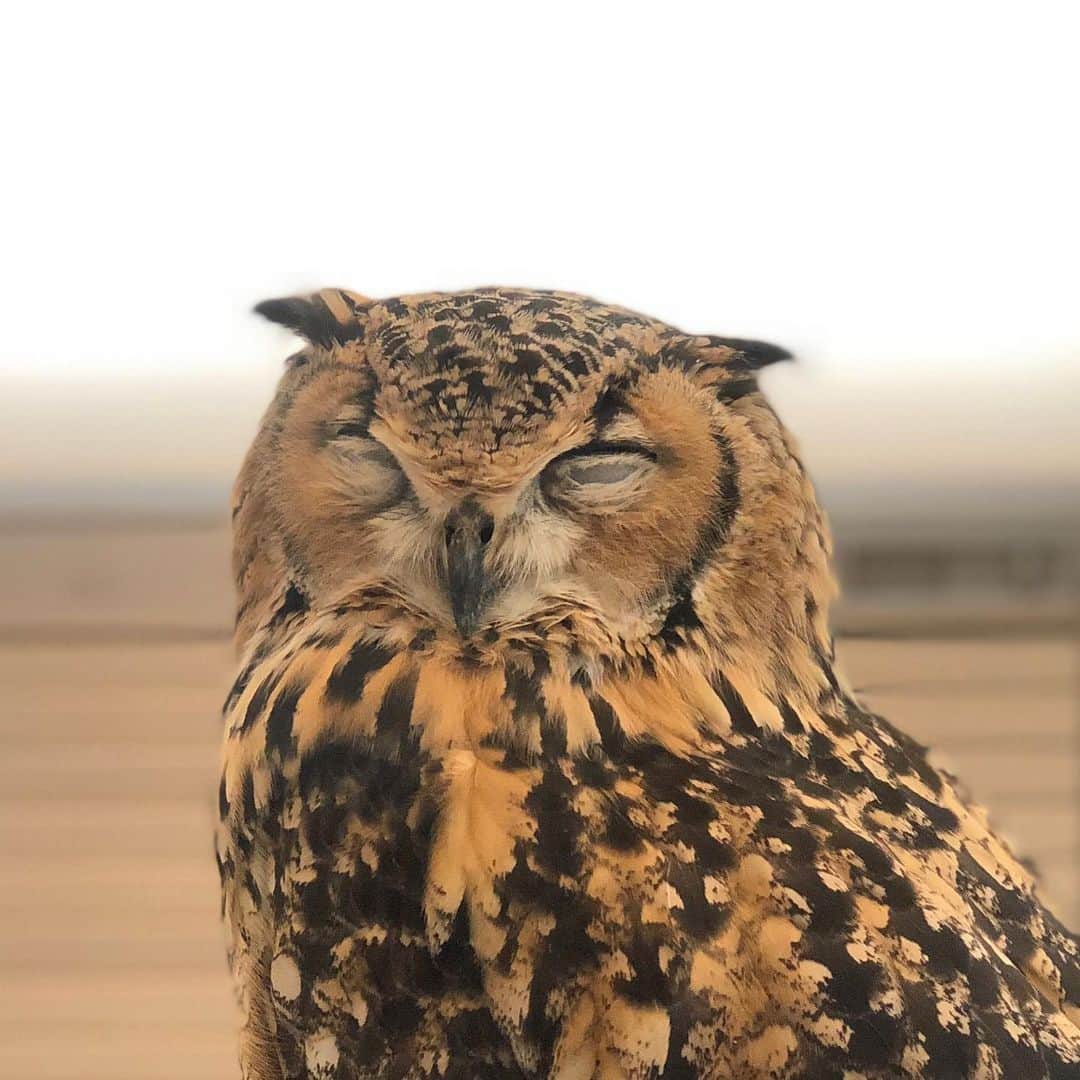 GEN3 Owlのインスタグラム：「今年もお世話になりました。 来年もよろしくね。  Thank you for your help this year.  And thank you for your support next year.  #owl #owlgaru」