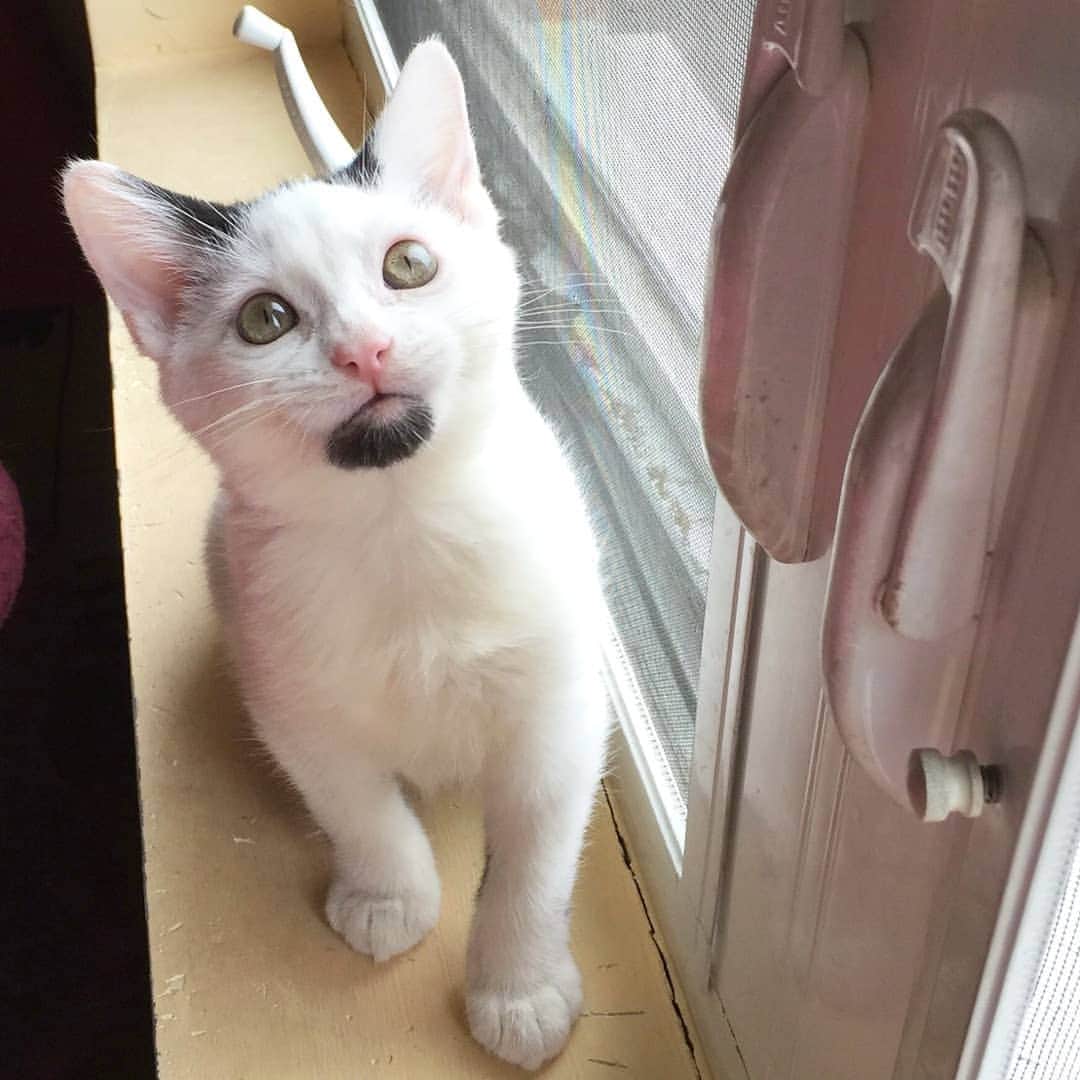 Garyのインスタグラム：「Baby Gus, courtesy of godmother  @emmansophie , who texted this to me this morning. He's about 4 months old here.」