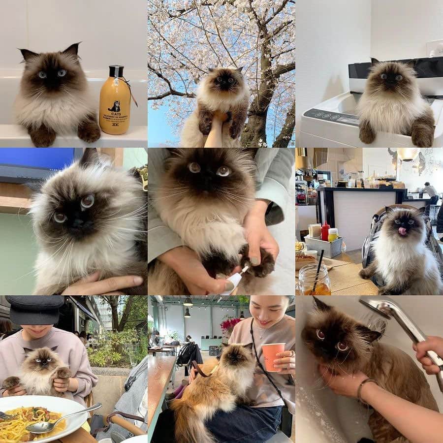のインスタグラム：「#bestnine 2020👋🥺 今年もプリュムにたくさんの愛をありがとうございます💞  by plume family👨‍👩‍👧‍👧  . . . . #bestnine2020 #2020  #プリュムのいる生活 #猫のいる暮らし  #ヒマラヤン  #赤ちゃんと猫  #もふもふ#ヒマラニャンズ  #猫  #ねこ  #ペコねこ部#可愛い#癒し#iloveyou #cutecat#blueeyes#paw#cute#instalove#fluffycat#🐈 #고양이 #himalayancat  #catsofinstagram  #catloversclub  #bestmeow#weeklyfluff」