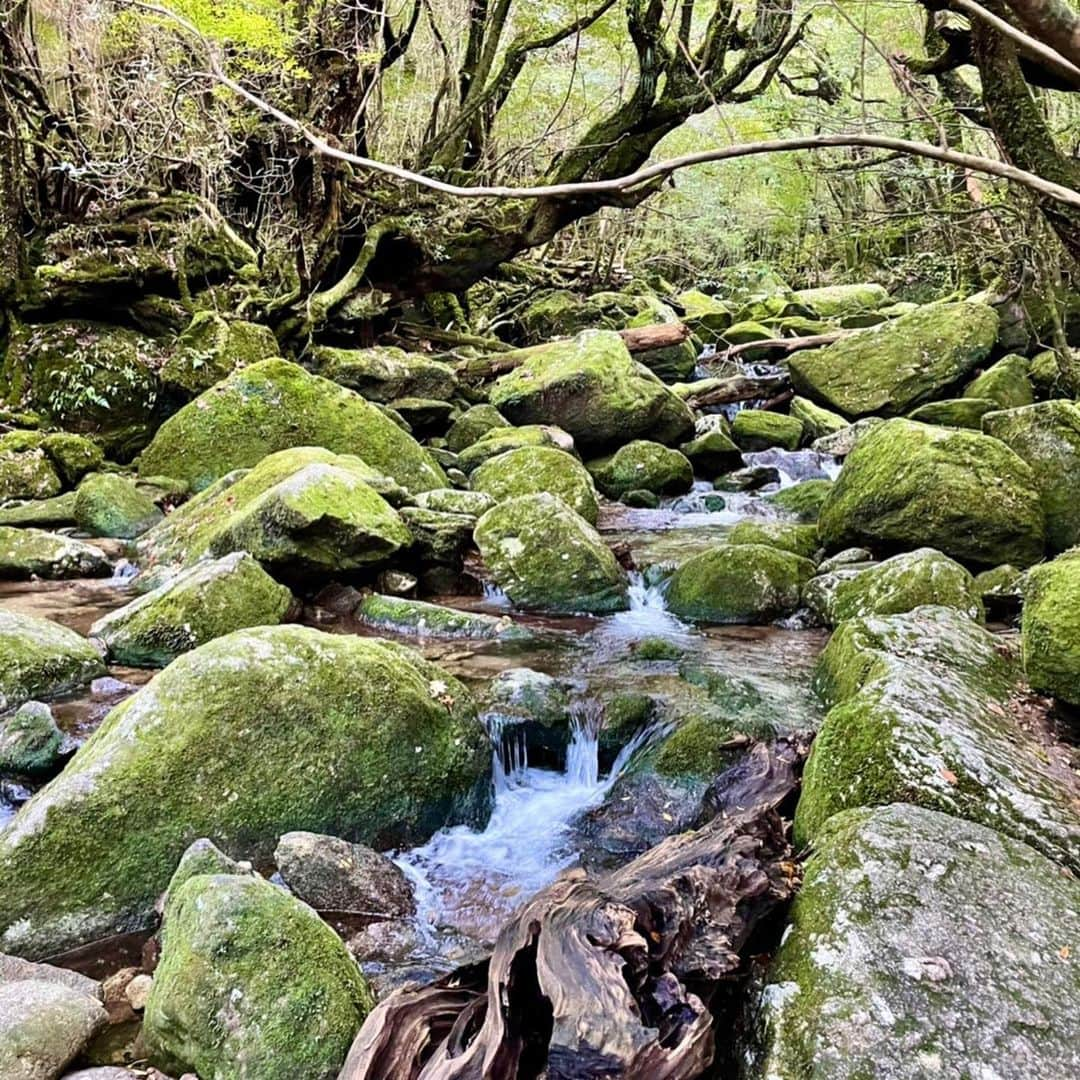 壱城あずささんのインスタグラム写真 - (壱城あずさInstagram)「.﻿ 【白谷雲水峡コース】﻿ 白谷川雲水峡のトレッキングコースの一部にある、「苔むす森」と呼ばれる森の辺りは、宮崎駿監督が何度も足を運び、映画『もののけ姫』の森のイメージをつくりあげた場所です。﻿ もののけ姫のモロー族の住む岩屋のモデルになった『辻野岩屋』もあり﻿ 「お前にサンは救えるか」﻿ とちゃんと台詞も言ってきました 笑﻿ ﻿ 雲一つない「太鼓岩」からの眺めは絶景で、天気が悪い屋久島でこんな景色が見られるのは奇跡だとガイドさんに言われました☀️﻿ ﻿ 本当にハードなトレッキングで途中から膝バンドをして登山ストックを使わないと足が前に進まない状態でした💦﻿ それも含めて最高にいい思い出です😂﻿ ﻿ #屋久島﻿ #白谷川雲水峡﻿ #苔むす森﻿ #太鼓岩﻿ #もののけ姫﻿ #壱城あずさ﻿ #しーらん」12月31日 12時12分 - shiiran1012