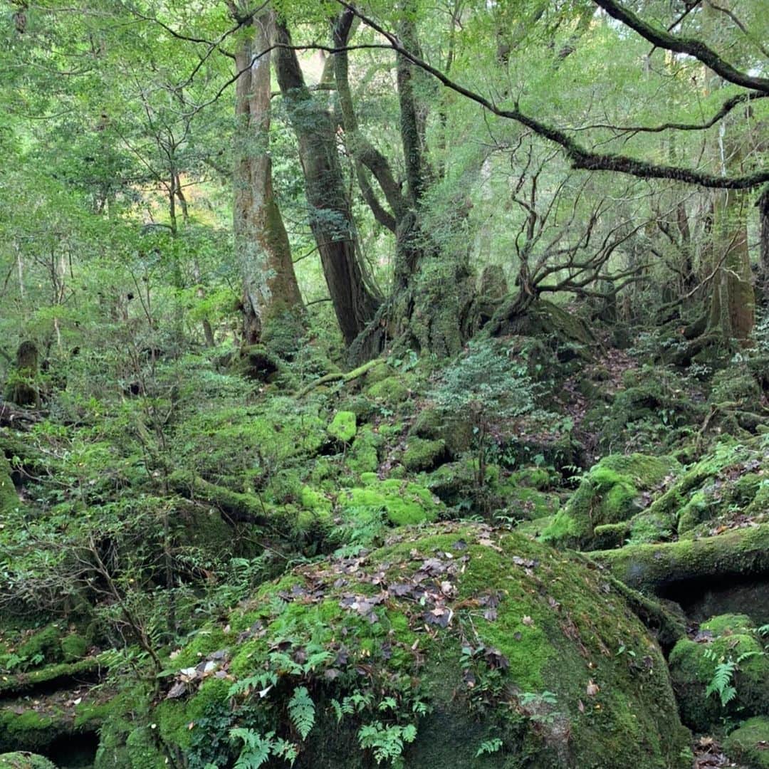 壱城あずささんのインスタグラム写真 - (壱城あずさInstagram)「.﻿ 【白谷雲水峡コース】﻿ 白谷川雲水峡のトレッキングコースの一部にある、「苔むす森」と呼ばれる森の辺りは、宮崎駿監督が何度も足を運び、映画『もののけ姫』の森のイメージをつくりあげた場所です。﻿ もののけ姫のモロー族の住む岩屋のモデルになった『辻野岩屋』もあり﻿ 「お前にサンは救えるか」﻿ とちゃんと台詞も言ってきました 笑﻿ ﻿ 雲一つない「太鼓岩」からの眺めは絶景で、天気が悪い屋久島でこんな景色が見られるのは奇跡だとガイドさんに言われました☀️﻿ ﻿ 本当にハードなトレッキングで途中から膝バンドをして登山ストックを使わないと足が前に進まない状態でした💦﻿ それも含めて最高にいい思い出です😂﻿ ﻿ #屋久島﻿ #白谷川雲水峡﻿ #苔むす森﻿ #太鼓岩﻿ #もののけ姫﻿ #壱城あずさ﻿ #しーらん」12月31日 12時12分 - shiiran1012