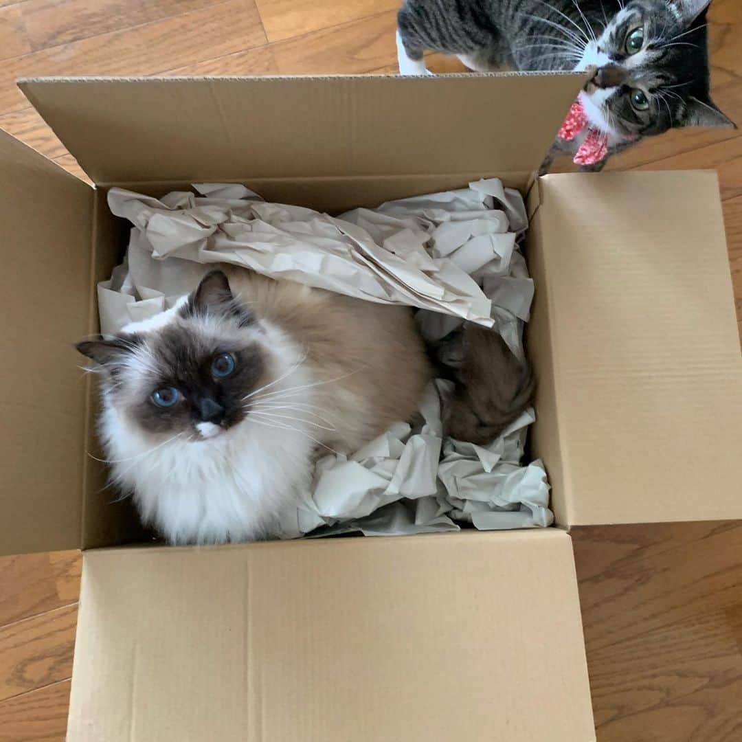 takegaeruのインスタグラム：「梱包開けた途端、代わりばんこに入るにゃんこ達😸 #cat #猫 #ragdoll #ラグドール #ホワイトポッチーズ #よもねこ #よもぎねこ #キジトラ #きじとら」