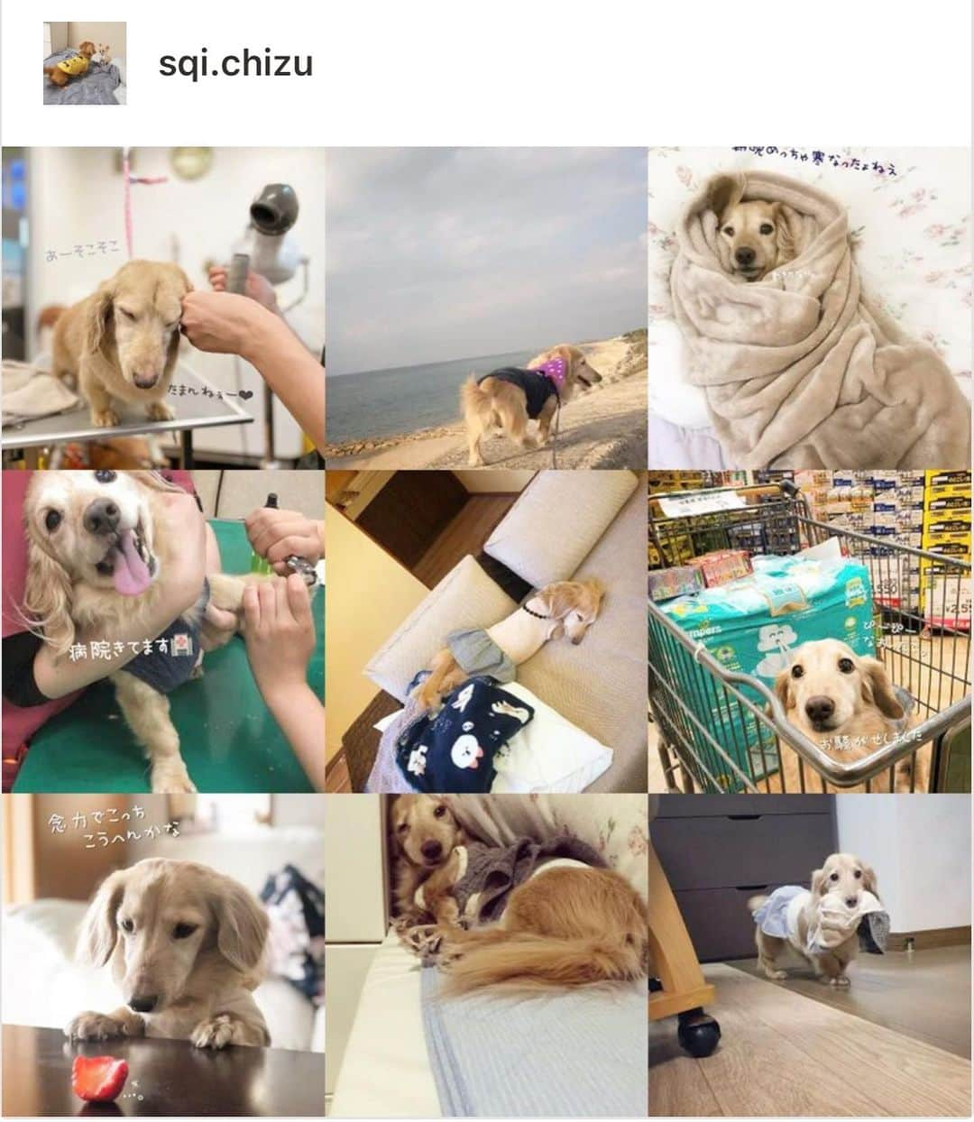 チズのインスタグラム：「今年も残すところあと数時間⏰ みんなの真似して 2020年best9🐶 ナルシーマロンが1番なんて…🥲 大変恐縮してしまいます🙏  我慢の多い一年だったけど きっと未来は明るいはず✨  沢山のいいね👍やコメント✍️ が励みになってます🌱 いつもありがとう❤️ 良いお年をお迎えください💕  #大晦日#2020bestnine  #今年もお世話になりました #コロナ落ちつきますように #Mダックス#ダックス#ミニチュアダックス #親父犬#シニア犬#ミニチュアダックスフンド #ミニチュアダックスクリーム#短足部 #短足犬#カニンヘンダックス #ダックス14歳#カニンヘンダックスフンド#犬は家族#犬のいる生活#インスタでわんこみるのが日課 ♡♡」