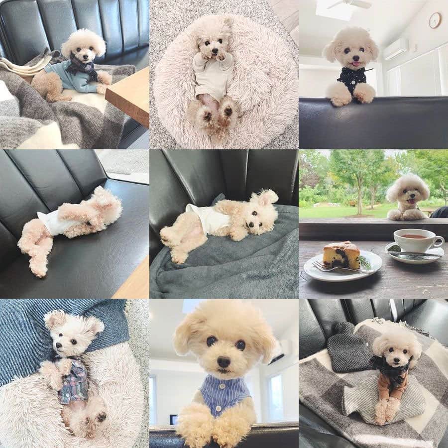 mizuのインスタグラム：「#bestnine2020   いろんなことがありすぎた2020年ももうすぐ終わり。 来年はいい年になりますように。  オンラインショップでの販売においてたくさんのご縁に感謝しております。  みなさまどうぞよいお年をお迎えください•ᴥ•  #lotta_lotta #dogstagram #toypoodle #teacuppoodle  #トイプードル #ティーカッププードル #わんこ #犬との暮らし #わんこのいる生活 #犬のいる暮らし」