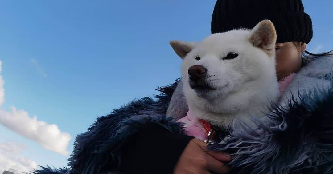 脇田恵子のインスタグラム：「🐶❤️ #おもちと脇田」