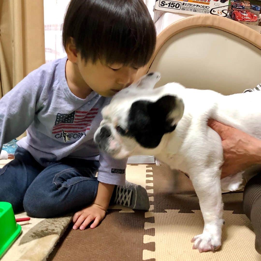 進藤やす子のインスタグラム：「✳︎ アップしそびれていた（下書きも消えちゃったしね💧）少し前のはるちゃん👶ふうちゃん🐼  . 夏に9.4kgまで激太りしたふうちゃん🐼ですが、めでたくダイエットに成功し7.7kgで年越し👏 . いっぽう私は高値安定のまま新年を迎えることに😇。でもバセドウの治療＋今年は子宮筋腫の治療も始めたので薬のせいにしつつ（それもあるけど一番の要因はただの運動不足）、健康でモリモリ働けたことに感謝したいと思います。 . つい最近、テレビで聞いたさんまさんの言葉「落ち込みやすい体質は感謝の気持ちが足りないのが原因」を肝に銘じて。（私は落ち込みやすくはないけど） . ちなみに、さんまさんの言葉では"嘘は人を傷つけるけどホラは傷つけない"も好きです笑 . . #はるちゃんふうちゃん👶🐼  #ふうこ日記 #ふうちゃん🐼 #ふがれす卒業生 #フレンチブルドッグ」