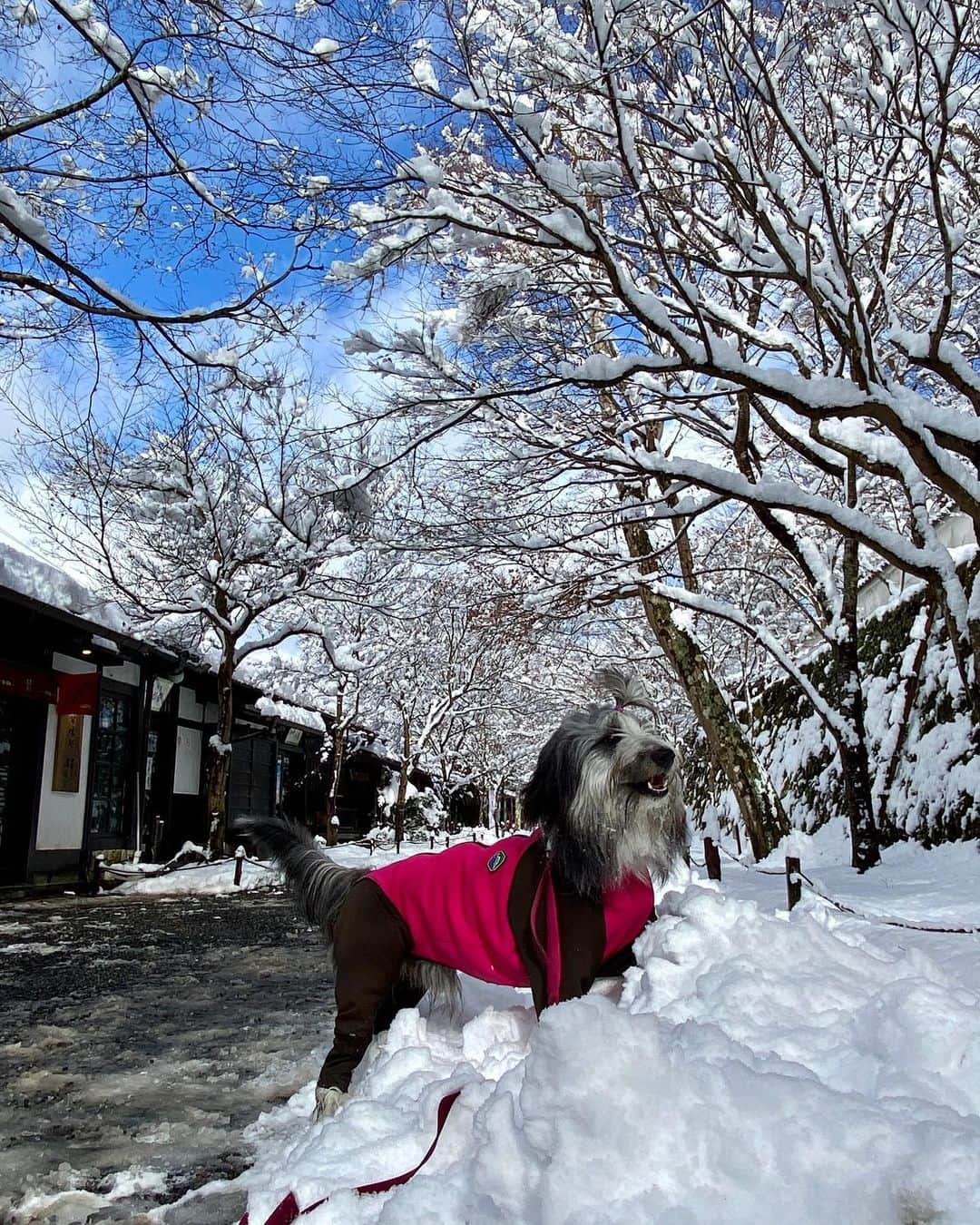 kei515yuさんのインスタグラム写真 - (kei515yuInstagram)「年末ですが、大原をお散歩してきました。 朱織さん、初めての雪に大喜びでした😊  今年は認知症の母を見送り、悠鼓を見送り、朱織を迎えた年でした。  まだまだ悠鼓を失った事は大きいのだなと感じさせられます。 しかし朱織さん、色々と工夫が要る子で、しんみりしたりうるうるしている暇がありません😅  来年はちゃんとご飯食べてくれ、走ってる車怖いのもちょっとは慣れてね😅  皆さま、本年ありがとうございました😌🙏  年始の挨拶は控えさせて頂きますが、  良いお年をお迎えくださいませ。」12月31日 13時46分 - kei515yu