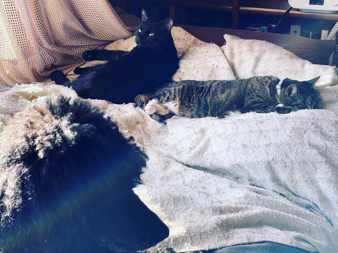 佐藤東弥のインスタグラム：「動物天国」