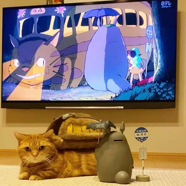 茶太郎 & きなこのインスタグラム：「今年も短足兄妹と🐾 仲良くして下さりありがとうございましたにゃ😽💕 いつも沢山遊んで✨いっぱいおやつくれる🍪 優しい素敵な皆様に出会えて本当楽しくて嬉しかったにゃ💖 2021年も✨ずんぐりむっくりな短足兄妹を🐾 どうぞ宜しくお願いしますにゃ😽 皆様💓良いお年をお迎えくださいにゃ🎍🌅🎍 Thank you for making friends this year.Have a good year🌅 Thank you for always being kind to Chataro and Kinako😽✨💕 #いつも短足兄妹に優しいお言葉ありがとうにゃん #また一緒にたくさん遊んでにゃ #マンチカン#猫#munchkin #cat#catstagram #amazing#ねこ#茶トラ#短足#catsofinstagram#excellent_cats#9gag#cats_of_world_#instacat_meows#bestcats_oftheworld#catsofig#instacat#cats_of_instagram」