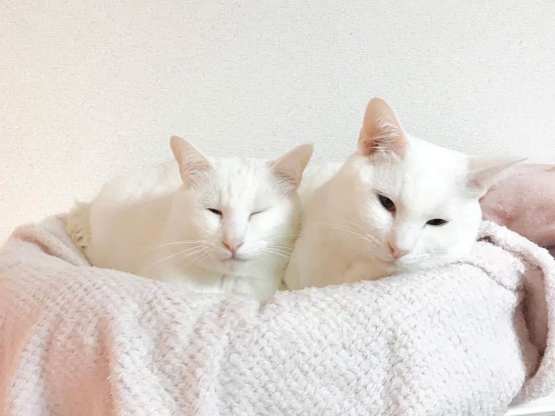 AchaNailさんのインスタグラム写真 - (AchaNailInstagram)「大晦日の﻿ あくちゃん🐱まりんちゃん🐱﻿ ﻿ 皆さんよいお年をお迎えください✨﻿ ﻿ #あくび猫 #まったり猫 #眠い猫 #薄目猫 #仲良し猫 #双子猫 #白猫 #白猫あくあまりん #にゃんこ #かわいい #ねこ #ネコ #猫 #愛猫 #ねこら部 #にゃんこ部 #ニャンコ #猫2匹 #白猫部 #青目 #オッドアイ #ふわもこ部 #neko #nekostagram #cats #catstagram # cat #whitecat #🐱🐱 #🐈🐈」12月31日 23時49分 - achanail