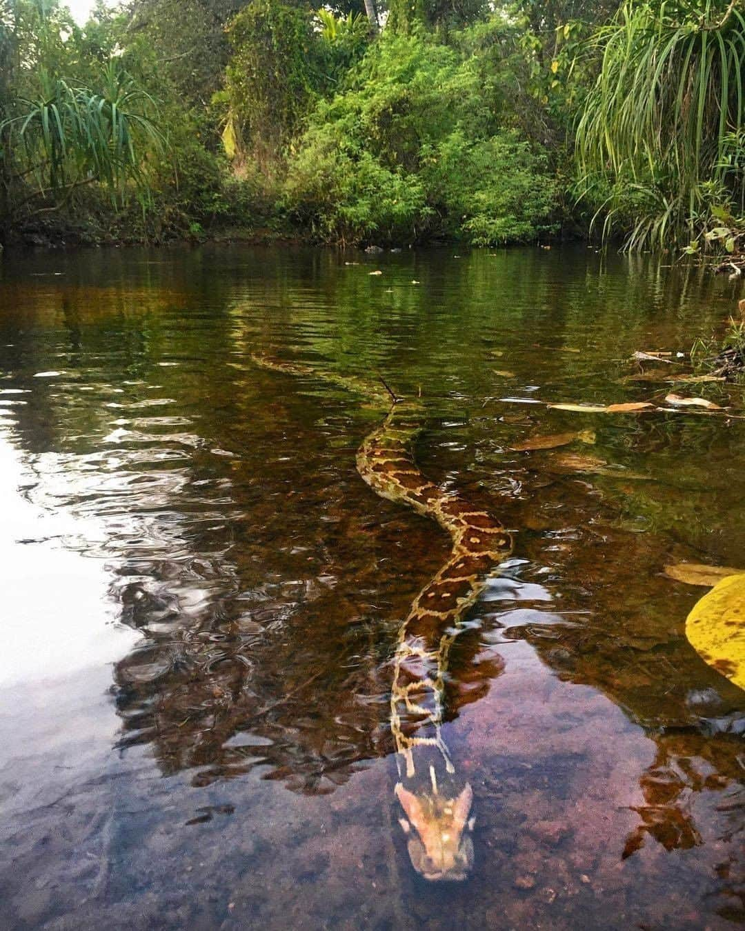 Discover Earthさんのインスタグラム写真 - (Discover EarthInstagram)「Are you afraid of snakes? This is an Indian rock python (python molurus). The Python molurus is a large, nonvenomous python species native to tropical and subtropical regions of the Indian subcontinent and Southeast Asia.  🇮🇳 #discoverIndia with @the_viperidae  . . . . .  #python  #ballpython  #snake  #snakesofinstagram  #pythonsofinstagram  #snakes  #royalpython  #pythons  #php  #ballpythons  #gujrat  #upload  #hateforhate  #surat  #loveforlove  #banglore  #manglore  #haryana  #faridabad  #india  #punjab  #rajasthan ​#mumba ​#goa  #indian  #incredibleindia  #indiapictures  #_soi  #bollywood」1月1日 0時00分 - discoverearth