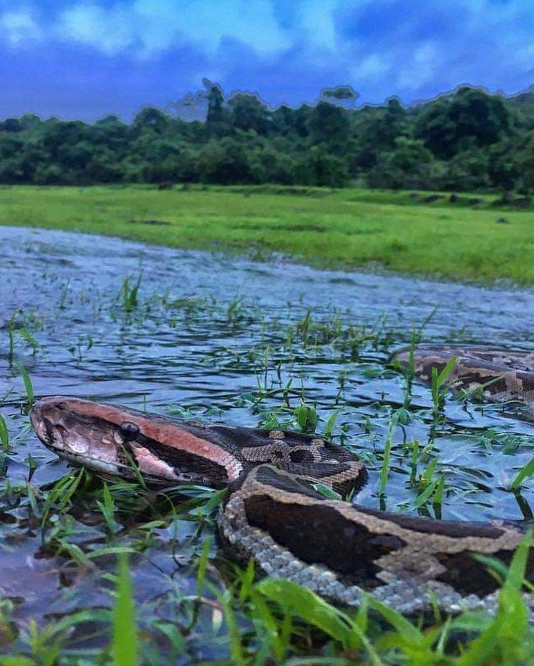 Discover Earthさんのインスタグラム写真 - (Discover EarthInstagram)「Are you afraid of snakes? This is an Indian rock python (python molurus). The Python molurus is a large, nonvenomous python species native to tropical and subtropical regions of the Indian subcontinent and Southeast Asia.  🇮🇳 #discoverIndia with @the_viperidae  . . . . .  #python  #ballpython  #snake  #snakesofinstagram  #pythonsofinstagram  #snakes  #royalpython  #pythons  #php  #ballpythons  #gujrat  #upload  #hateforhate  #surat  #loveforlove  #banglore  #manglore  #haryana  #faridabad  #india  #punjab  #rajasthan ​#mumba ​#goa  #indian  #incredibleindia  #indiapictures  #_soi  #bollywood」1月1日 0時00分 - discoverearth