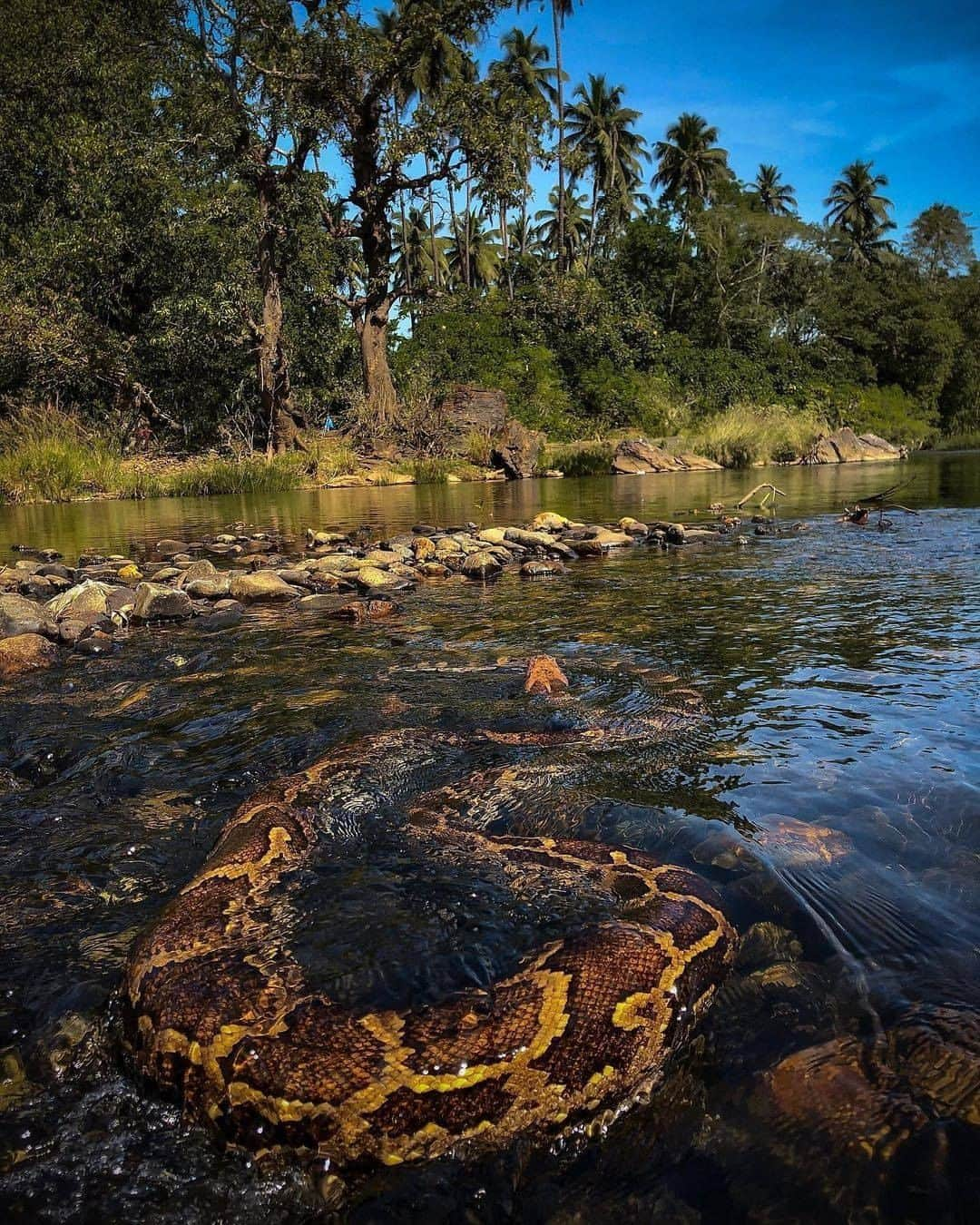 Discover Earthさんのインスタグラム写真 - (Discover EarthInstagram)「Are you afraid of snakes? This is an Indian rock python (python molurus). The Python molurus is a large, nonvenomous python species native to tropical and subtropical regions of the Indian subcontinent and Southeast Asia.  🇮🇳 #discoverIndia with @the_viperidae  . . . . .  #python  #ballpython  #snake  #snakesofinstagram  #pythonsofinstagram  #snakes  #royalpython  #pythons  #php  #ballpythons  #gujrat  #upload  #hateforhate  #surat  #loveforlove  #banglore  #manglore  #haryana  #faridabad  #india  #punjab  #rajasthan ​#mumba ​#goa  #indian  #incredibleindia  #indiapictures  #_soi  #bollywood」1月1日 0時00分 - discoverearth