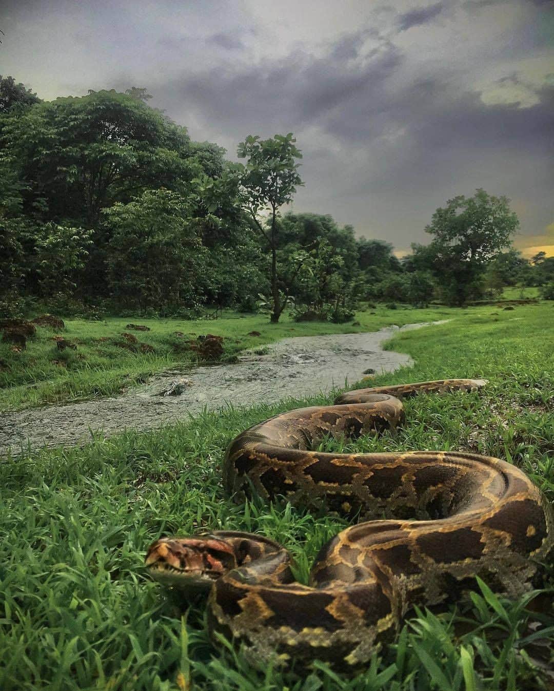 Discover Earthさんのインスタグラム写真 - (Discover EarthInstagram)「Are you afraid of snakes? This is an Indian rock python (python molurus). The Python molurus is a large, nonvenomous python species native to tropical and subtropical regions of the Indian subcontinent and Southeast Asia.  🇮🇳 #discoverIndia with @the_viperidae  . . . . .  #python  #ballpython  #snake  #snakesofinstagram  #pythonsofinstagram  #snakes  #royalpython  #pythons  #php  #ballpythons  #gujrat  #upload  #hateforhate  #surat  #loveforlove  #banglore  #manglore  #haryana  #faridabad  #india  #punjab  #rajasthan ​#mumba ​#goa  #indian  #incredibleindia  #indiapictures  #_soi  #bollywood」1月1日 0時00分 - discoverearth