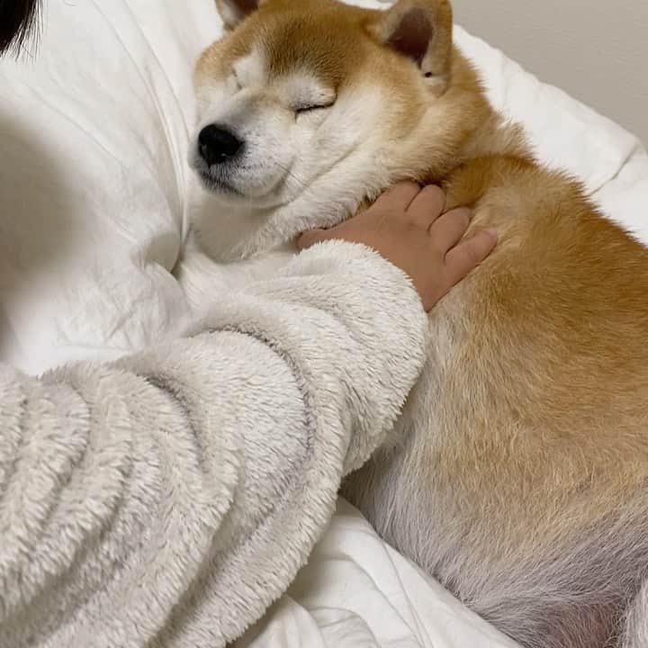 のインスタグラム：「✩.*˚ ´ω`)ﾉHAPPYNEWYEAR🎉🎉🎉 薄毛のいなちゃんとブスライくんの戯れをどーぞ♡ ✩.*˚ 今年もいなり一家をよろしくお願いいたします♡ ✩.*˚ #この2人がいたから昨年頑張れた #今年もよろしくお願いいたします #柴犬いなり #柴 #しば #しばいぬ #日本犬 #いぬバカ部 #柴犬ライフ #サンデイ #犬 #pecoいぬ部 #shiba #shibainu  #shibadog  #shibarbucks #shibastagram #japanesedog #shibainulife」