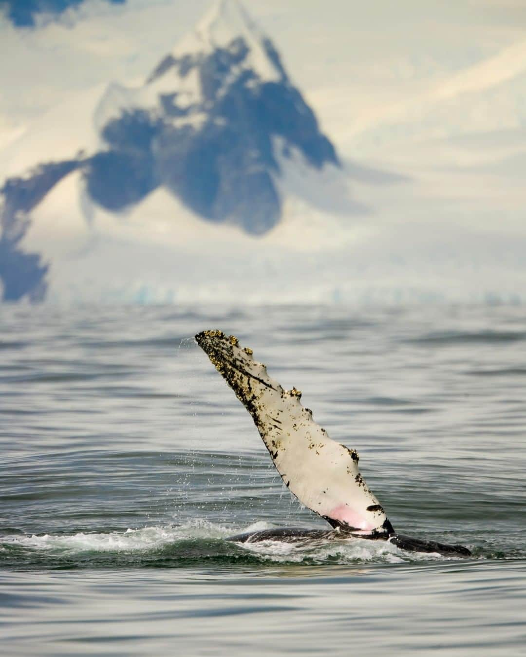 Discoveryさんのインスタグラム写真 - (DiscoveryInstagram)「Bye 2020! 👋🎉  Photo: A humpback whale (Megaptera novaeangliae) plays in the sea, flipper showing, with coastal mountains and glaciers in background in the Antarctica Southern Ocean.   #happynewyear #humpbackwhale #whalewatching #antarctica #bye2020 #newyearnewme」1月1日 0時02分 - discovery