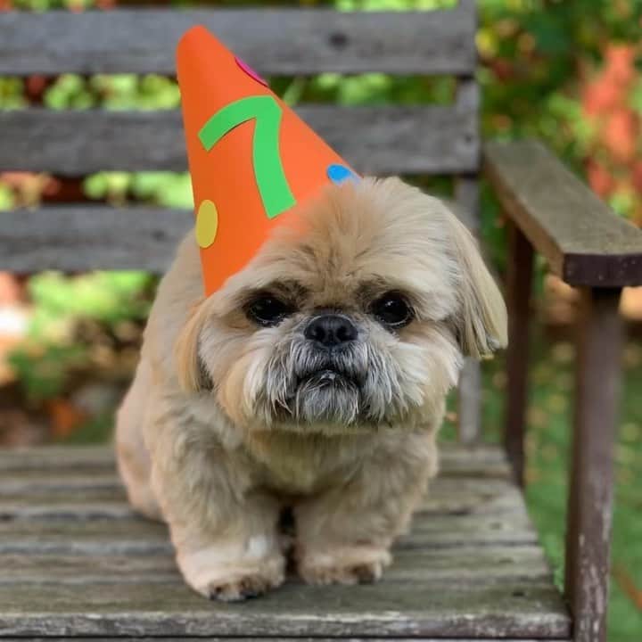 Dougie the Shih Tzuのインスタグラム：「It’s the annual Best Of!  I hope Dougie has helped brighten an otherwise awful year.  Thanks for loving him so much and let’s go 2021!」