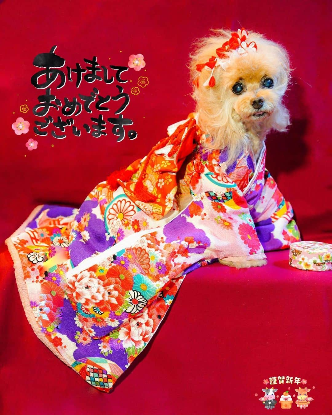 Toypoodle Mikuru?Asakusa Tokyoのインスタグラム：「20210101 Friday. Hello! 2021💖Happy new year🎉 I hope new year brings you lots of joy and happiness☺️  謹賀新年🎍 明けましておめでとうございます🌅 2021年もどうぞ宜しくお願い致します🙏🏻  #新年のご挨拶 #Hello2021 #振袖」