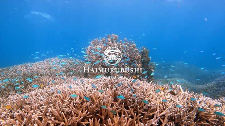 HAIMURUBUSHI はいむるぶしのインスタグラム