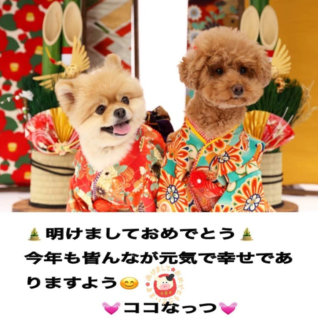 中野佑美のインスタグラム：「. 明けましておめでとうございます🎍🪁 . 楽しい毎日が戻るといいですね😊 . 今年もよろしくお願いします〜💓  . .  #ココなっつ  #2021  #お正月  #ワンコ着物  #といぷーどる  #ぽめらにあん  ##きょうのわんこ  #いぬすたぐらむ  #いぬのいる暮らし  #いぬ部  #癒しわんこ  #pecoいぬ部  #ぽめらにあんが世界一可愛い  #ぽめらにあん大好き」