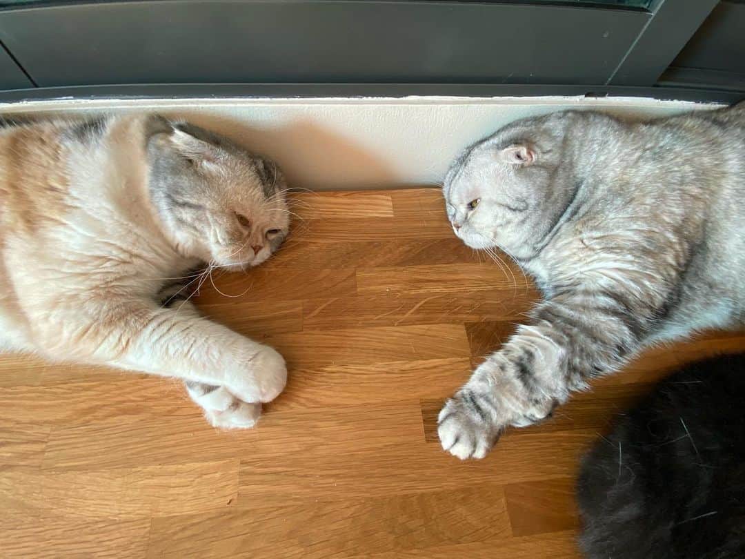 Mammoth and Grizzlyさんのインスタグラム写真 - (Mammoth and GrizzlyInstagram)「Nemo and Nala #sisters #scottishfold」1月1日 0時55分 - mammoth_grizzly