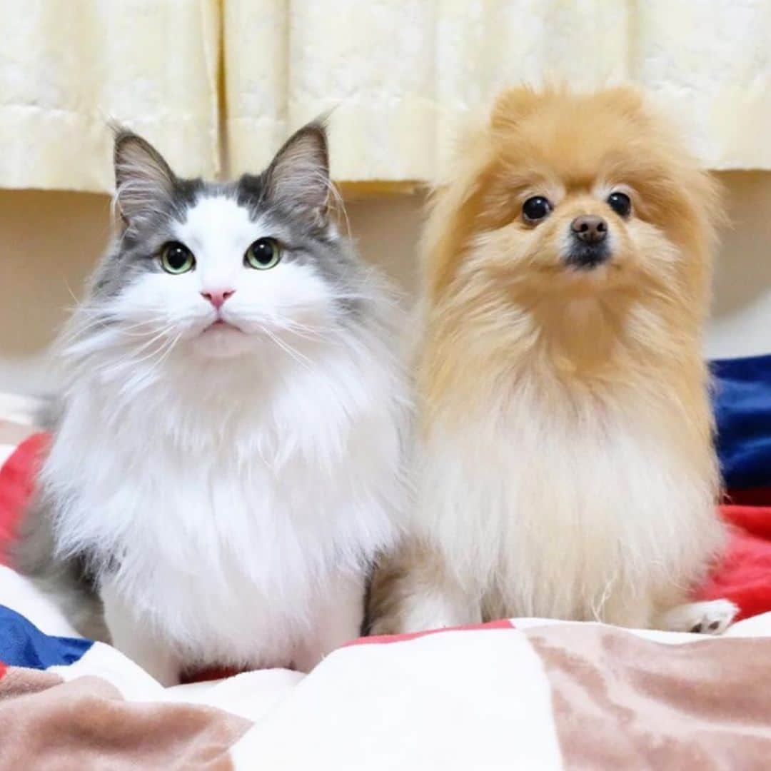 Hanaさんのインスタグラム写真 - (HanaInstagram)「さっきアップした#topnine 下がちょん切れてたから 同じ写真だけどアップします * 2020年のtopnineは これでした♪ * * ブログ更新しました♪ http://kedamakyoudai.blog.jp/ #NorwegianForestCat#Pomeranian#japan#catlover#doglover#dogs#cat#Kawaii#fluffy#pom#fluffydog#catsofinstagram#dogsofinstagram#fluffycat#ノルウェージャンフォレストキャット#ポメラニアン#pecoいぬ部#ペコねこ部#犬と猫のいる暮らし#かわいい#cute#cutecat#cutedog#funny#funnydog#funnycat#いぬのきもち#ねこのきもち#ライブドアインスタブロガー」12月31日 16時11分 - mofu2family