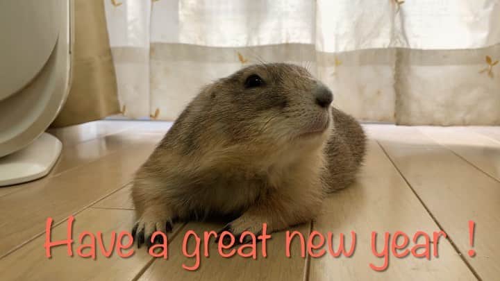 ikaoのインスタグラム：「くんた。Kunta. 床暖らぶ♡ #prairiedog #プレーリードッグ #ふわもこ部 ・ 2020年は 決して良い年ではなかったけど ここでこうして 皆様と交流することができたし くんたも 元気に過ごすことができました😊 こんな世の中でも お陰様で幸せな一年ではありました。 お付き合いの長い方 初めましての方 いつも、いいね❤️やコメント💬 ありがとうございます🙇🏻‍♀️ 2021年は 当たり前の穏やかな日常が戻り 世界中が良い年になりますように🙏🏻」