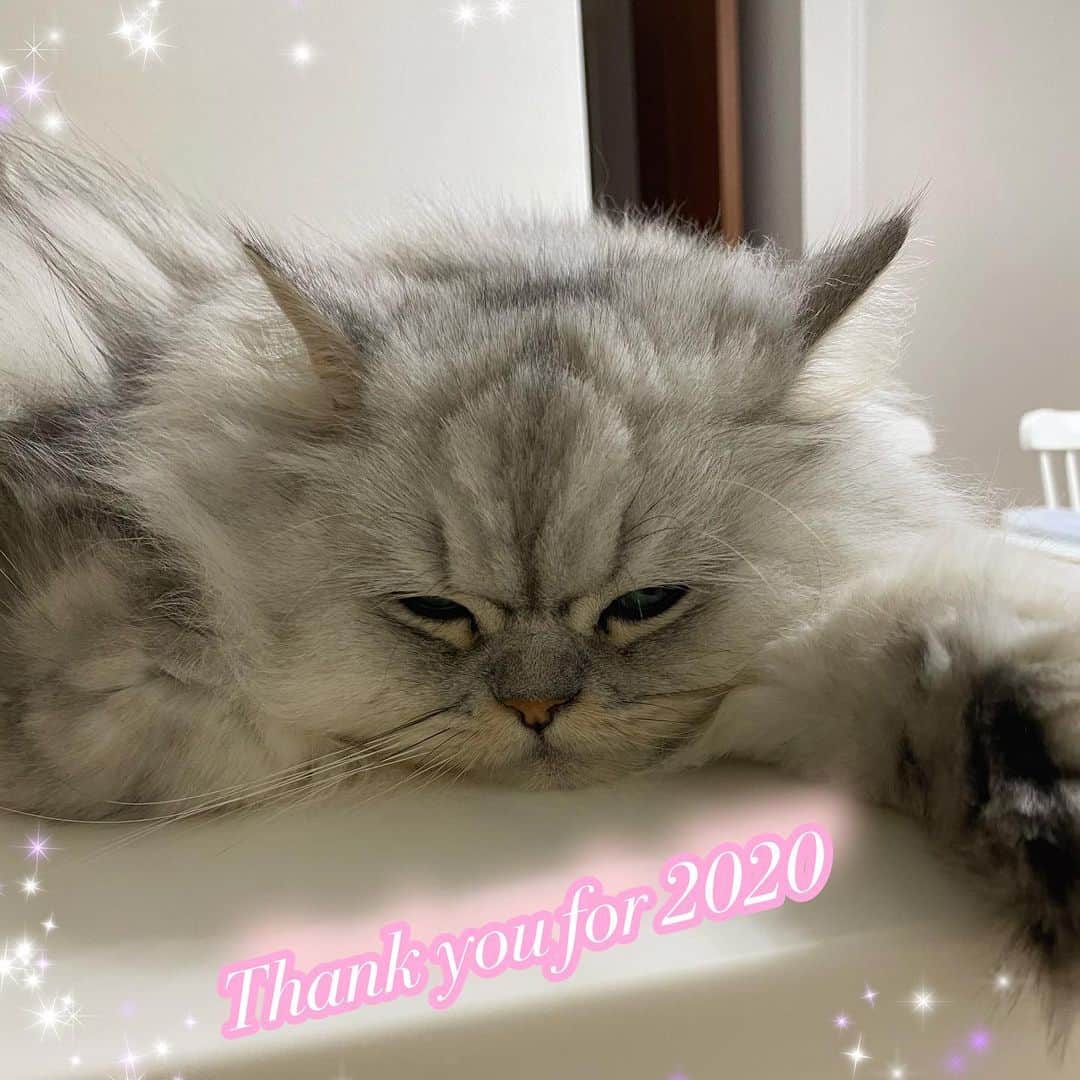 のインスタグラム：「2020.12.31 珠音☆Juon ＊ ぼくじゅおん。 ことしも ぼくやしおや、かぞくのみんなに あいにきてくれて ありがとう らいねんも よろしくする。 ☆ 今年もお世話になりました😊 2020年は、新型コロナウイルスによる 感染、拡大による緊急事態宣言や東京アラート等、大変な年になりました。 「大」きく「変」わる年で、「大変」だと思います。 来年、2021年の皆様のご健康、ご多幸をお祈りしてご挨拶とさせて頂きたいと思います。 良いお年をお迎えくださいね〜💕💕 ＊ しおちゃんカレンダー、もう少しだけお待ち下さい。 年が明けてしまう〜💦💦 #2020 #thankyou2020」