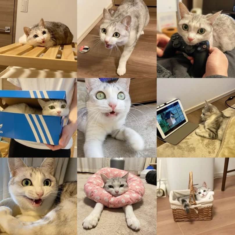 のインスタグラム：「2020年のベストナイン✨ 今までは鳴き顔つるちゃん多かったイメージだけど今年はいろんなつるちゃんがいる🤣 つるちゃんインスタ初めてもう４年以上！ これからもみなさんよろしくお願いします🥰💕💕 . Tsuru’s Best nine of 2020. I have been on Instagram for the first time in 4 years. Thank you so much!!✨ .  #猫 #ねこ #にゃんこ #美猫 #ねこ部 #ふわもこ部 #ねこすたぐらむ #ペコねこ部 #猫好きさんと繋がりたい #にゃんすたぐらむ #cat #neko #instacat #catstagram #instagramcats  #catsconnect #meowbox #picneko #bestmeow #catsofinstagram #meowed #rakutenpet」