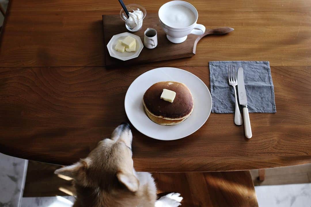 maggydaisyのインスタグラム：「_  去年今年と寂しい別れがあって 毎日があっという間に過ぎ去って 考える事もたくさんあった。 でもいつもこの子が笑わせてくれたな。   独り言みたいなpostばかりですが、 tobiraaのことも気にかけて下さりありがとうございました。  どうぞ良いお年をお迎えください＊  #maggydaisymore20201231 #corgi #コーギー #犬のいる暮らし #里親 #pancake #パンケーキ #田中直純 #石川隆児」