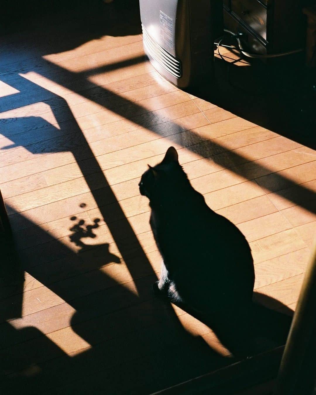佐藤東弥のインスタグラム：「ロデム #f3nikon  #35mmfilm  #50mmf18」