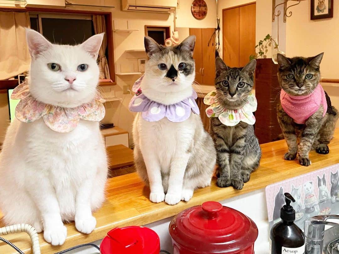 maimocotoのインスタグラム：「2020年も優しいたくさんのコメントやいいね！をありがとうございました🙇‍♀️😸😸😸 毎日楽しく読ませていただいています❤︎ ＊ ＊ 私がお料理していたら、3人が並んでくれたので、モコも一緒に並んでもらって記念撮影📸 まだまだ、モコとは思い出を作って行きたいと願っています⭐️ 今年2月には新入りのチコを家族に迎え、4月にはモコが20歳を無事に迎える事ができました。 記念すべき年です❤︎ 来年も　#モコとコトとチコ と保護猫ちゃんをよろしくお願いします🙇‍♀️ ＊ ＊ 『まーま？その美味しそうなものをみんなでたべたいの、あたち🍖』 ＊ ＊ #イケメンキジトラのきづな は #ちゅーるのときに #うみゃいうみゃいと言っちゃいます #きこえるかな？ #私の耳たぶも吸います笑 #甘えん坊でたまらないです❤︎ #里親さん募集中です♪ #20歳のモコ #ザビエル首輪」