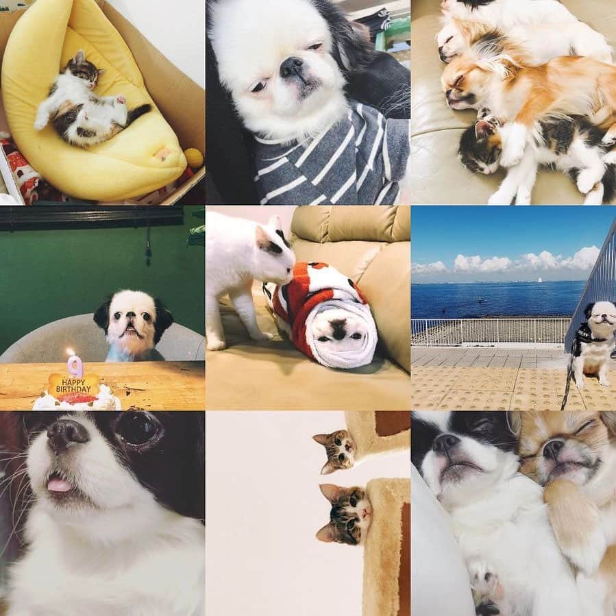 juntowaのインスタグラム：「2020年の9枚！今年はたいことじゅんこが仲間入りでした。また来年もよろしくお願いします✨#たらちゃん#多め」