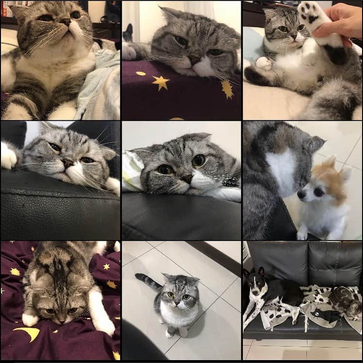 KATSUOのインスタグラム：「みんな今年もありがとう💛 来年もよろしくニャ❤️ . #bestnine2020」