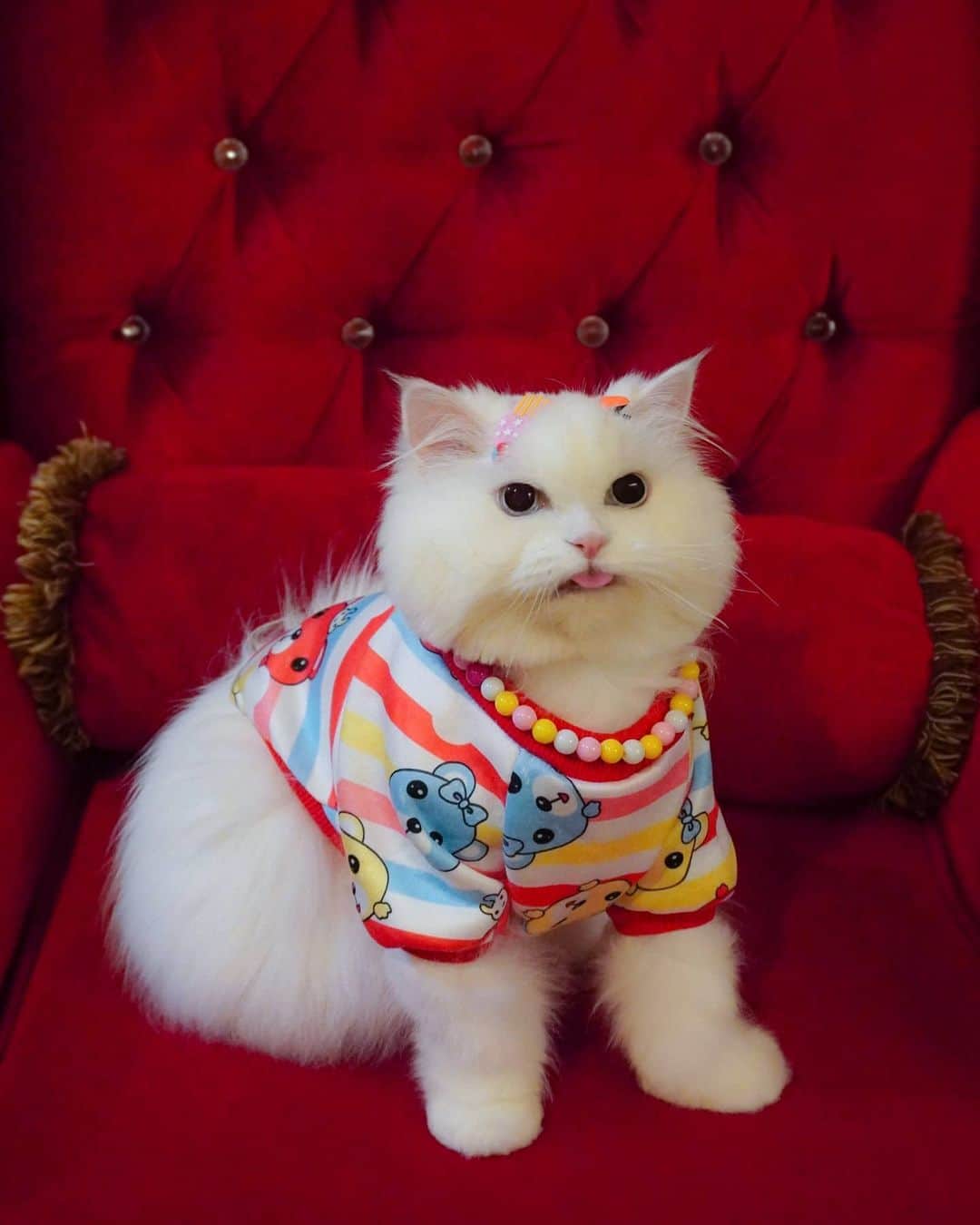 Kenshin & Chloeyのインスタグラム：「*swipe* ♡giving a #blep farewell to 2020 ☺🥳 #goodbye2020hello2021」