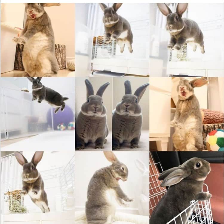 のインスタグラム：「🐰2020ベストナイン🐰  さーくが全集中うさぎの呼吸してるか いーくが飛び出してるか飛んでるか みたいなwww ほぼほぼ普通の写真がなくてウケる😂 ・ ・ 毎日毎日おんなじ日はなくて。 今年はさくらんの不調にとまどいおろおろしたけど、10歳を迎え、今ではあの頃がウソみたいな量産体制⚫️  元気すぎる2人に振り回されて、「もー💢」って言いながらオカンの顔はニヤけてる。 こんな日々が続けばいいなぁ  いただいたコメントにちゃんとご返信もできず、ほんとにごめんなさい。 初老なのでお許しを‥ 見てくださる方々、可愛がってくださる方々にいつも感謝してます🙏 寒い年越しになりそうですが、あったくしてよいお年をお迎えください✨  by.さくらん・いくらん・かよ」