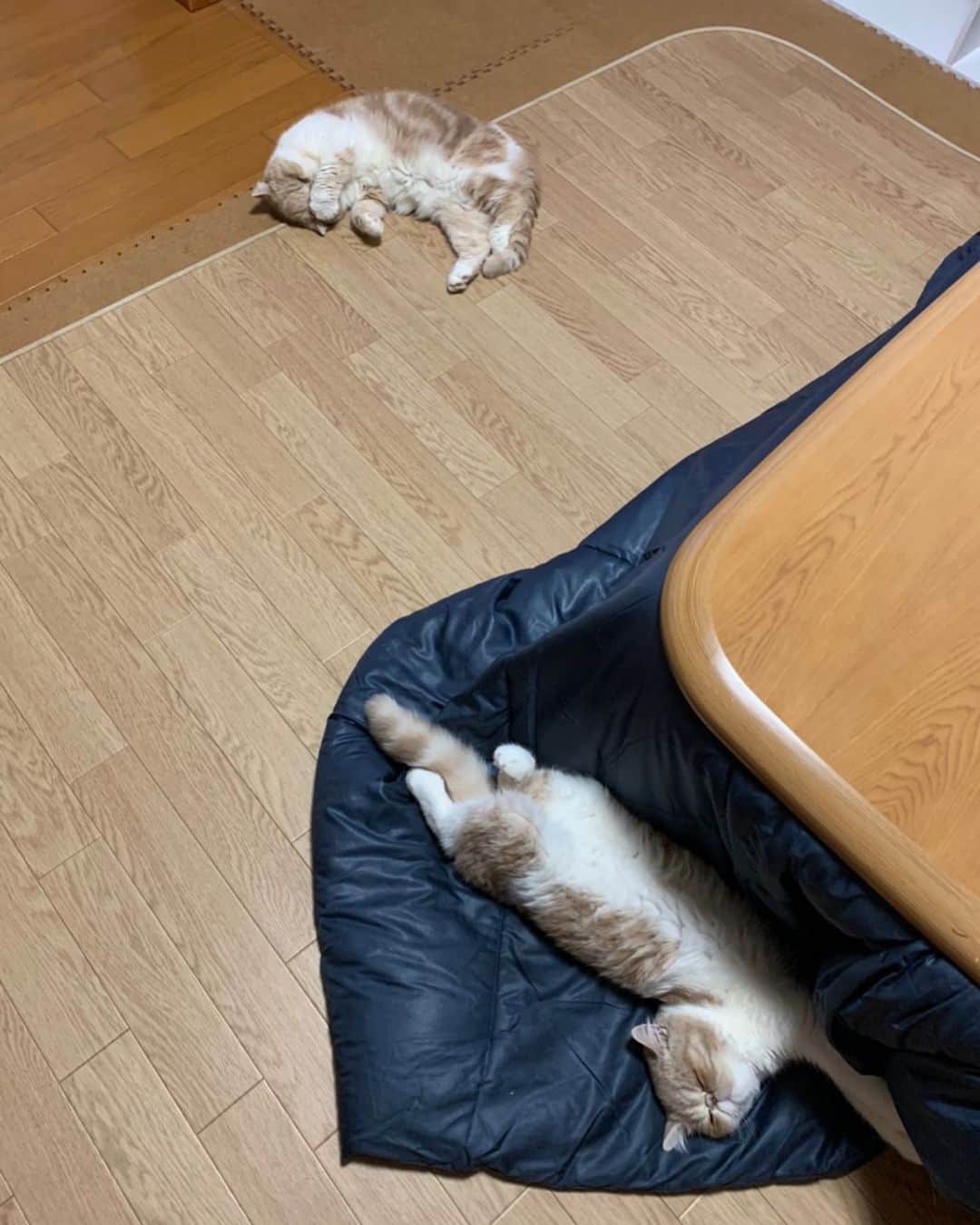 こちょねこ父さんさんのインスタグラム写真 - (こちょねこ父さんInstagram)「やっと大掃除が終わりました〜🙌😆 我が家のニャンコ達の お手手👋沢山借りました🤣🤣🐱 ニャンコ達ありがと〜🙇🏻‍♂️😊 ・ 皆さん今年もいいね👍＆フォローありがとございました🙇🏻‍♂️🙇🏻‍♂️ 来年も宜しくお願い致します🙇🏻‍♂️ ・ #お手手借りたと言うより #たわむれてた #疲れて寝る #こいちゃん #ぱんちゃん ・ #cat#cats#cute#catlover#catstagram#catsofinstagram#exotic#exoticcat#exotickitten#exoticshorthair#exoticshorthairkitten#ねこ#ねこ部#猫#エキゾチック#エキゾチックショートヘア#エキゾチックショートヘアー #子猫#仔猫#子にゃんこ#にゃんこ#ニャンコ#エキゾ」12月31日 18時57分 - gongon419