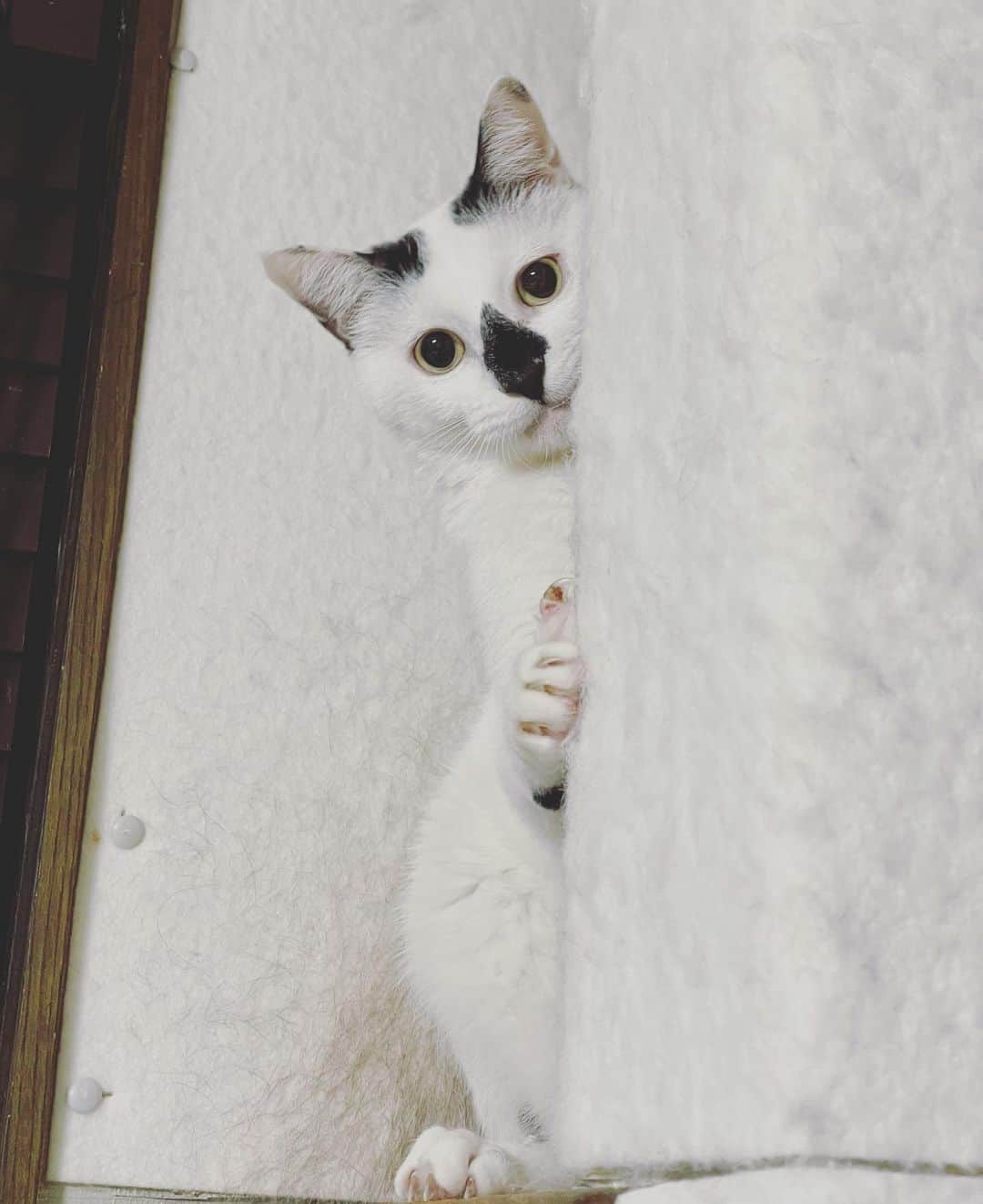 もじゃころのインスタグラム：「今年最後の🍙です。どうぞお納めください🙏🏻  #鼻菱おにぎり丸  #来年は歌手活動再開してください」