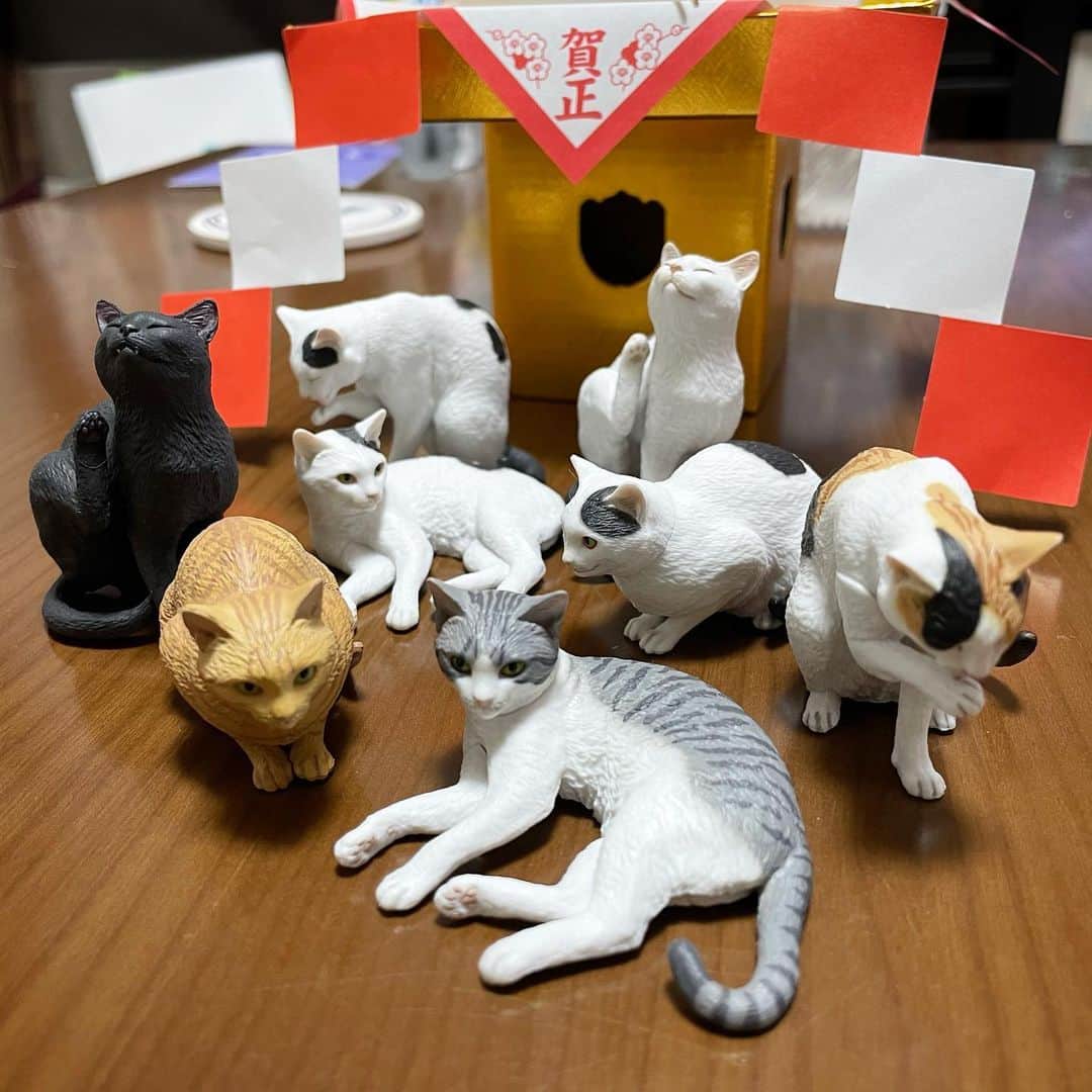 小森高博のインスタグラム：「森口修さんの猫ちゃん。8匹になりました。」