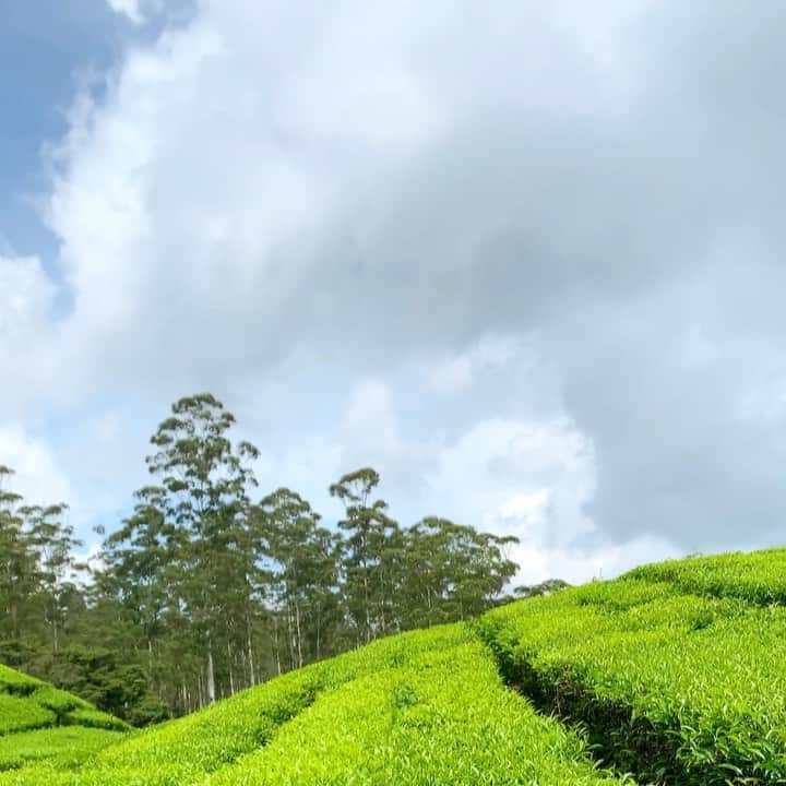のインスタグラム：「🍃🌱」