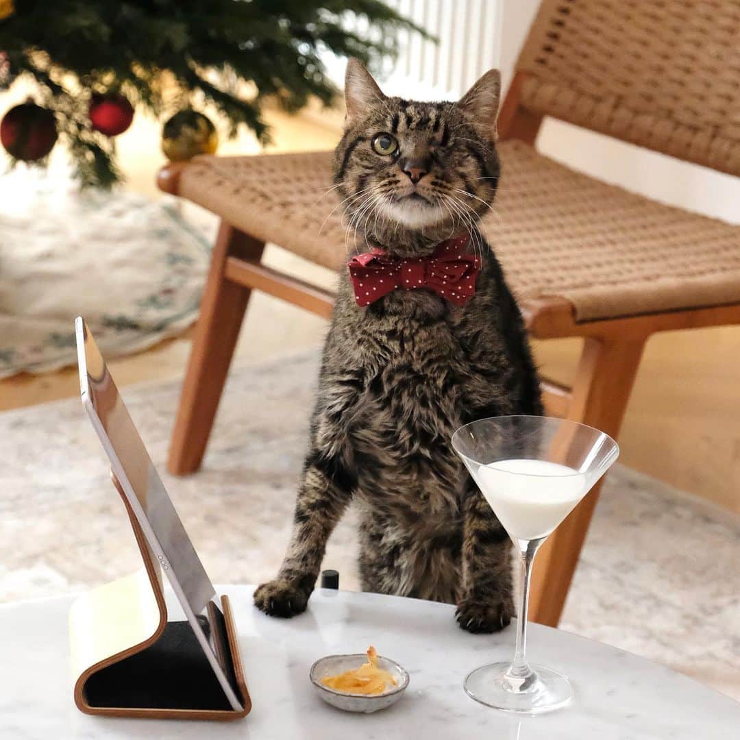catinberlinさんのインスタグラム写真 - (catinberlinInstagram)「So ready to wrap up this year with a pawesome zoom party! 🎉 We wish you & your families all the best in #2021! May it be filled with many cat pictures, naps & treats. Stay healthy & safe. And a BIG thank you for all your love & support in the past year. ❤️ Cheers!🍸🍾」12月31日 20時14分 - catinberlin