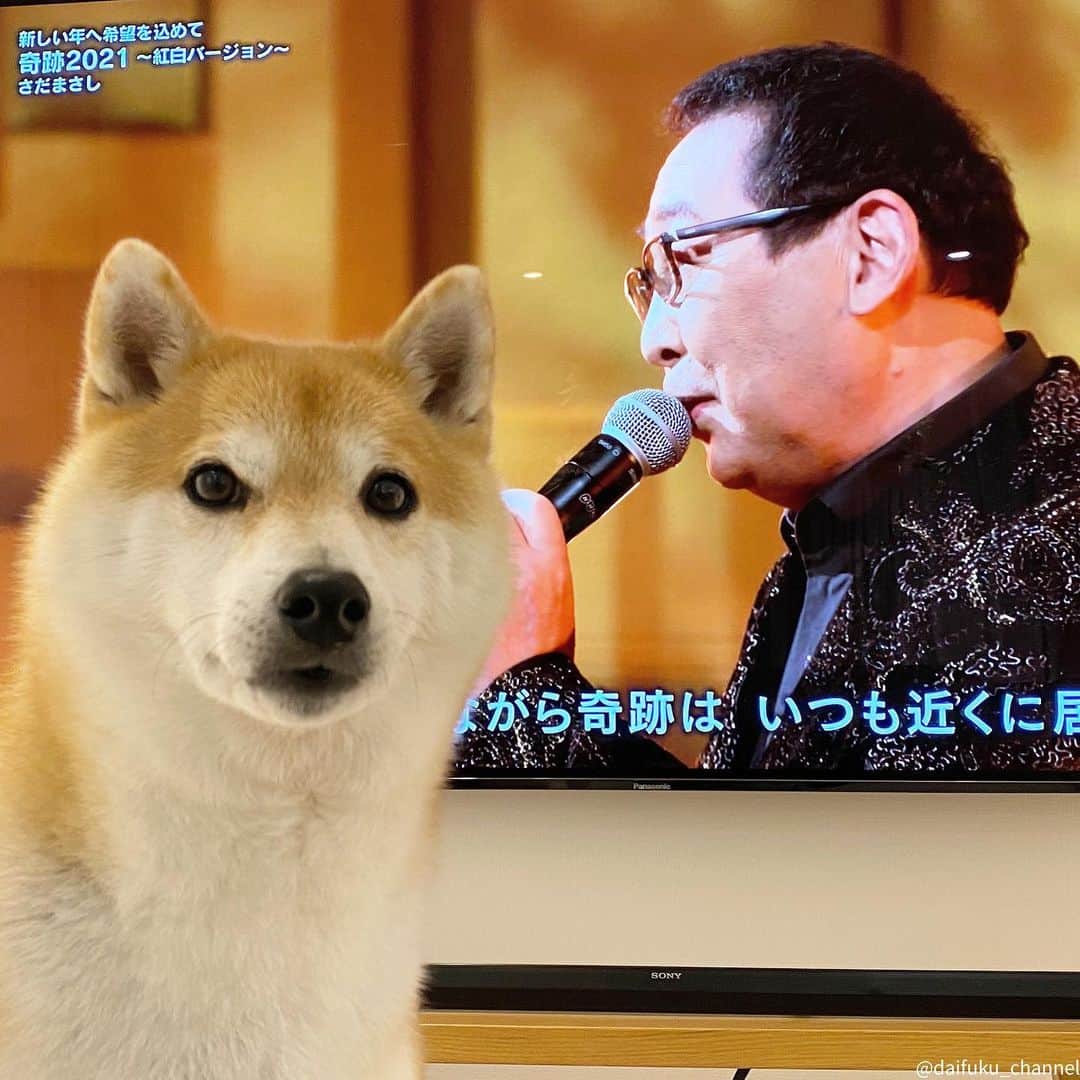 のインスタグラム：「もう少しで今年も終わるね。今年は色々あった一年でした。だいふくもあたり前のしあわせをいつも以上に噛みしめたりね、って今年も毎日日向ぼっこしてソファでゴロゴロしてただけだけど🐶😁 新しい一年が良い年になりますように。 健やかに良いお年をね😉🐮 It’s New year Eve today.Have a happy and healthy new year🐶🐮 #大晦日　#12月31日　#newyeareve #勝手にツーショット #さだまさし #紅白歌合戦」