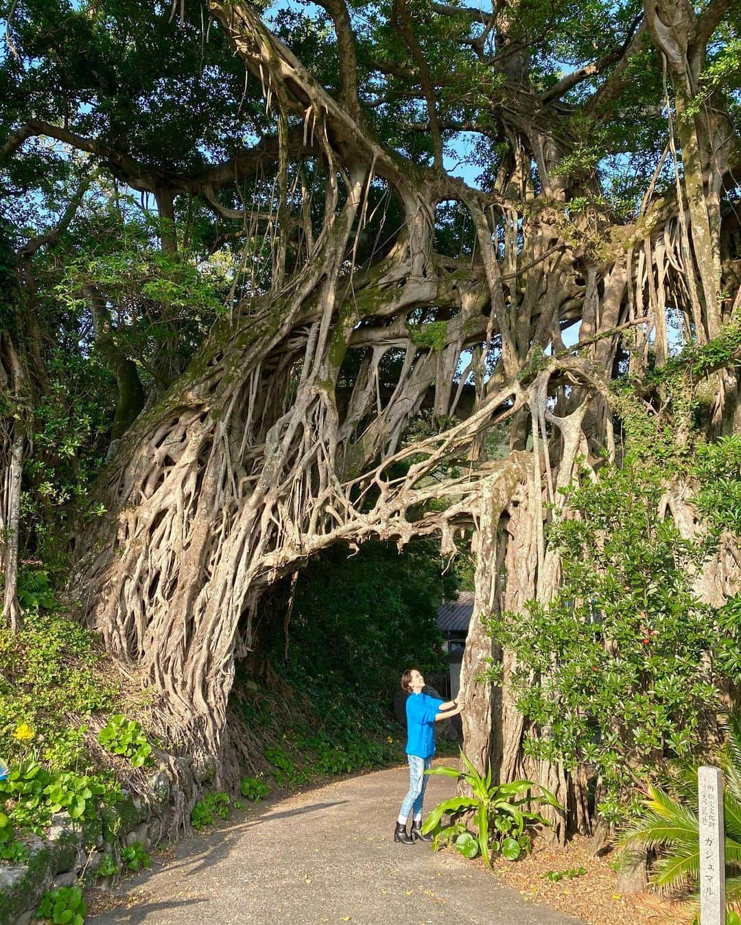 壱城あずささんのインスタグラム写真 - (壱城あずさInstagram)「.﻿ 屋久島には縄文杉以外にもたくさんのパワースポットがありました。﻿ 日本の滝100選の一つである『大川の滝』ではマイナスイオンをたくさん浴びて最高に気持ちよかった✨﻿ ﻿ 大自然を見ていると嫌なことも日々の疲れも何もかも忘れられる。﻿ こういう時間が私にとって何よりも大切。﻿ ﻿ 2020年は誰も想像していなかった大変な一年になりましたが、今年に限らず人生はいつ何が起こるか分からないと思い、悔いのない日々を送りたい。﻿ ﻿ 皆さんにとって笑顔溢れる幸せな2021年になりますように心から願っています❤️❤️❤️﻿ 来年もよろしくお願いします。﻿ ﻿ ﻿ #屋久島﻿ #大川の滝﻿ #モッチョム岳﻿ #千尋滝﻿ #サンカラホテル﻿ #壱城あずさ﻿ #しーらん」12月31日 20時38分 - shiiran1012