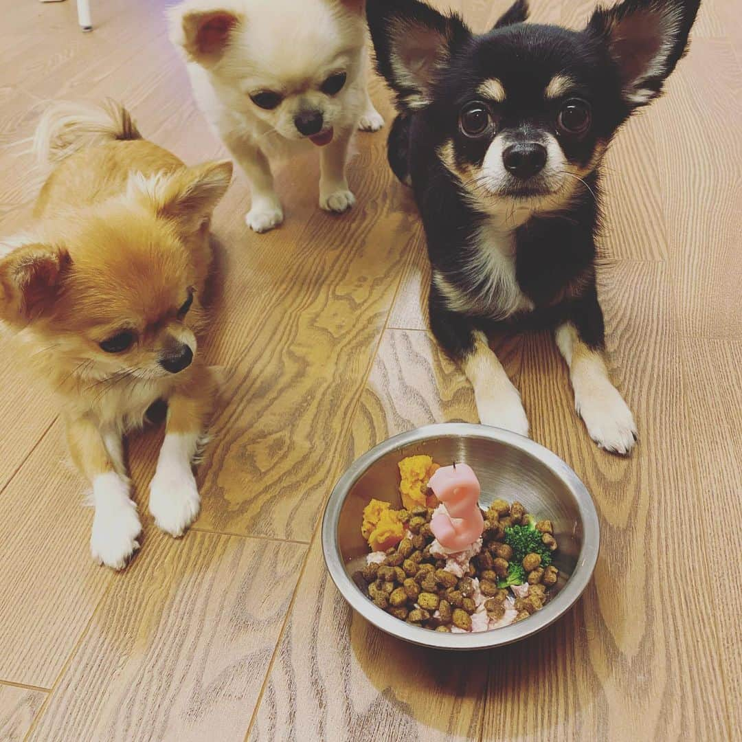 味岡ちえりさんのインスタグラム写真 - (味岡ちえりInstagram)「大晦日はボンゴの誕生日‼️ 3歳になりました〜☺️✨ 朝は珍しく食欲なかったけど、夜はしっかり食べてくれたからよかった💦 我が家のお兄ちゃん、いい子に元気に育ってくれて嬉しいです😍 ・ ・ ・ #味岡ちえり #bongo #chabin #cobin #犬好き #dogs🐶  #チワワ #ロングコート #ブラックタンホワイト　#クリームホワイト #セーブルホワイト #多頭飼いチワワ  #chihuahua  #dogstagram  #犬がいる暮らし #犬がいないと生きていけない  #多頭飼い #happybirthday」12月31日 20時38分 - chieri0103