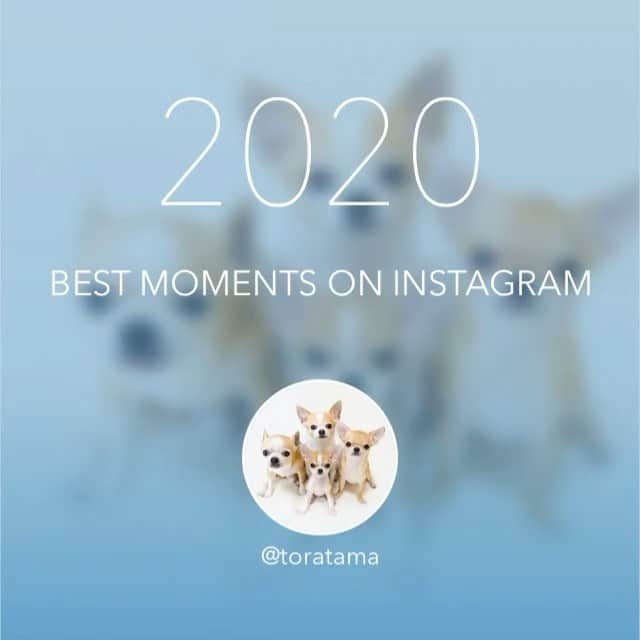 Kiyoのインスタグラム：「♔ Best Moments 2020 ♔ 今年の1位はミケでした🏆 ♔ 今年は色々と大変な一年でしたが なんとか無事に過ごすことができました ♔ そしてミケとミコを家族に迎えて より一層頑張らなければと 決意を新たにした一年でもありました ♔ 今年も本当にありがとうございました 来年もトラタマミケミコのことを よろしくお願い致します😊 ♔ 2021年は 皆様にとって素晴らしい年でありますように 良いお年をお迎えくださいませ🙇🏻‍♀️ ♔ #puppy#puppies#puppiesofinstagram#dog#dogs#dogsofinstagram#dogstagram#doglover#dogsofinstaworld#dog_features#instadog#instagramdogs#ilovemydog#chihuahua#chihuahuasofinstagram#chihuahualove#chihuahualife#dogsofbark#weeklyfluff#barked#animalsco#IGersJP#instagramjapan#pecoいぬ部#チワワ部#チワワ#スムチー#bestmoments#bestmoments ♔」