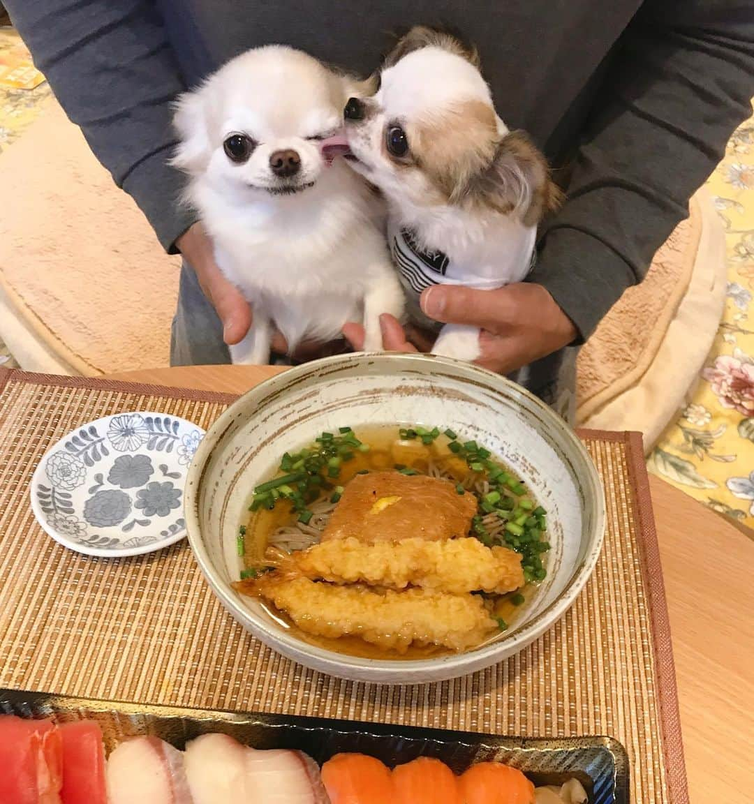 ∞maki∞??????さんのインスタグラム写真 - (∞maki∞??????Instagram)「2020.12.31 オミ♡ツム♡ ・ ・ ・ ・ 今年も皆んなに🐶🐶🐶🐶🐶🐶 沢山のイイネやコメントを ありがとうございました🙏😌💕✨ ・ ・ ・ 年末に体調を崩してしまい コメントもお返事できずに本当にすみません😢 ・ ・ ・ ・ ツムは初めての年越し☺️💓 簡単に年越し蕎麦も頑張りました💪 ・ ・ ・ 来年もゆるりですが 🐶🐶🐶🐶🐶🐶💓 6チー宜しくお願い致します。 ・ ・ ・ 皆さま良いお年をお迎えくださいね🥰💕 ・ ・ ・ ・ #年越し蕎麦#大晦日#dog#Chihuahua#Chihuahualove#Chihuahualife#instaChihuahua#IGersJP#all_dog_japan#happy#cute#love#犬#愛犬#イヌスタグラム#ちわすたぐらむ#チワワ#ロングコートチワワ#多頭飼い#可愛い#癒し#幸せ#Goodnight#おやすみ#ｵﾐﾂﾑ」12月31日 20時48分 - maki_dfpso