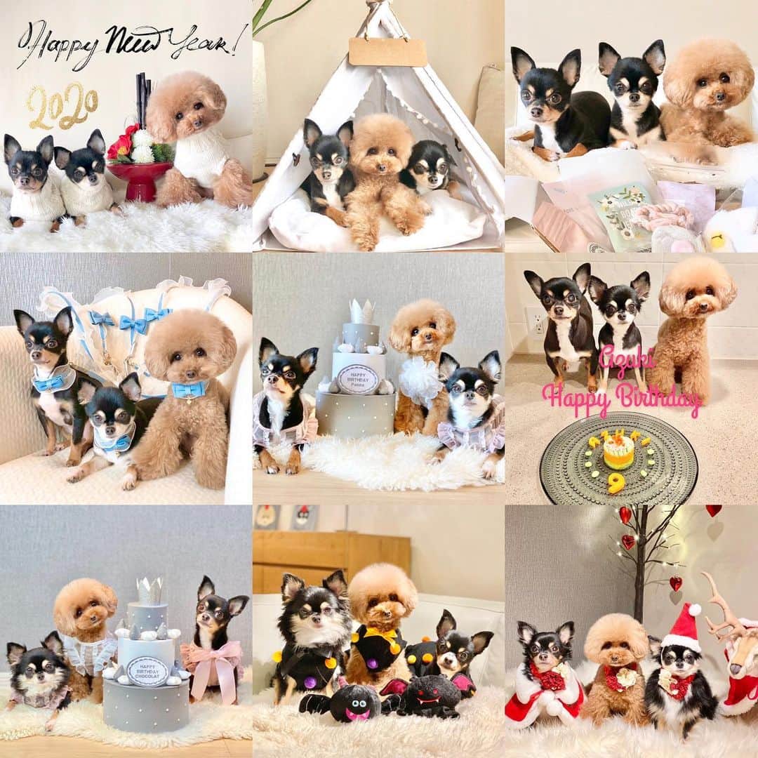 ショコラ❤︎あずき❤︎パンナのインスタグラム：「・ 今年はコロナで大変な年になりましたね。 普通の日常ということが当たり前ではないのだとまた改めて実感した年でもありました。 ・ そんな中でもワンコ達が一年間元気で過ごしてくれた事は本当にありがたく、感謝できる一年でもありました。 ・ 一年間元気でいてくれてありがとう。 そして今日もまた明日も明後日も元気で一緒に過ごせます様に✨✨🙏 ・ 来年もまた日々を大切に、感謝しながら過ごしていきたいと思います。 ・ また、一年間、メッセージやコメント、中々お返事ができずに申し訳けありませんでした🙏いつも温かいコメントや嬉しいメッセージなど本当にありがたく、いつも感謝の気持ちでいっぱいです☺️🥺 また来年も何卒よろしくお願いいたします✨💕🙏 皆様どうぞ良いお年をお迎え下さいませ✨ ・ #トイプードル #プードル #チワワ #わんこ #犬 #愛犬 #いぬすたぐらむ #犬バカ部 #いぬばか部 #いぬのいる暮らし #toypoodle #poodle #chihuahua #dog #dogs #cutedog #dogstagram #あずしょこぱん #パンナ」
