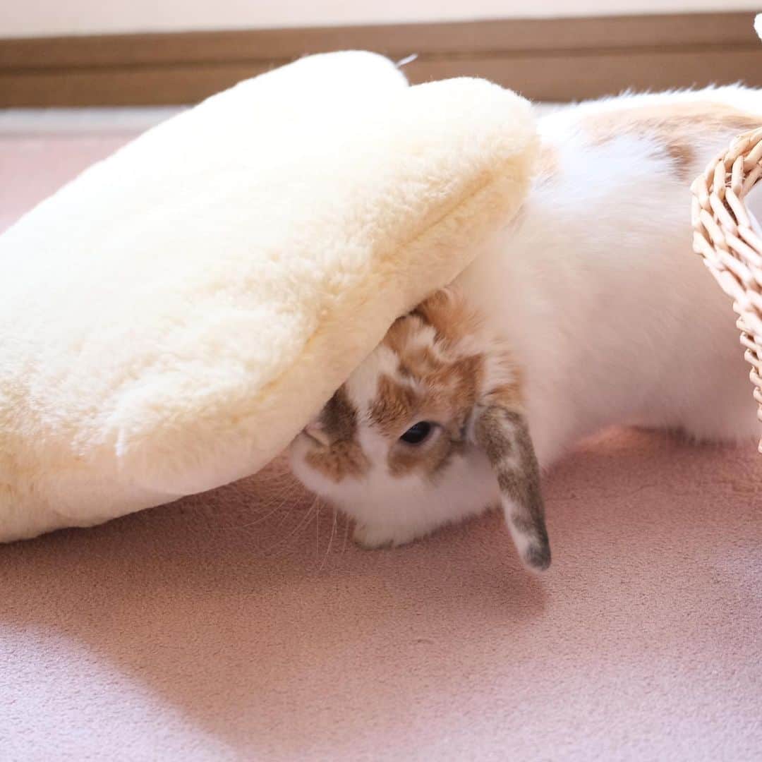 usagraphのインスタグラム：「クッション転がし納めだにょ🐶 ＊ ＊ ＊ #うさぎ　#rabbit #bunny #ふわもこ部  #WeeklyFluff #igersjp  #tokyocameraclub #東京カメラ部  #神戸カメラ部  #bunnystagram  #うさぎ部 #ホーランドロップ #hollandlop  #ファインダー越しの私の世界 #art_of_japan #myfujilove  #今日もx日和」